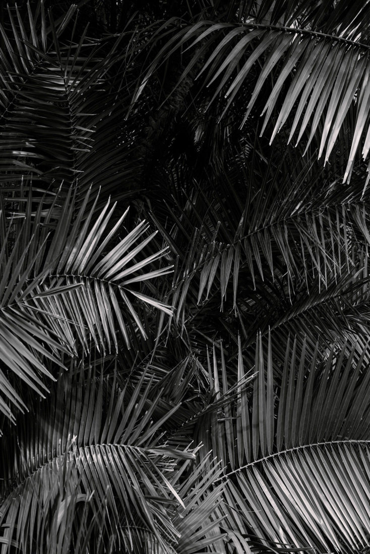 Art Box Black image licensing for JD_Library_Nature_03.jpg