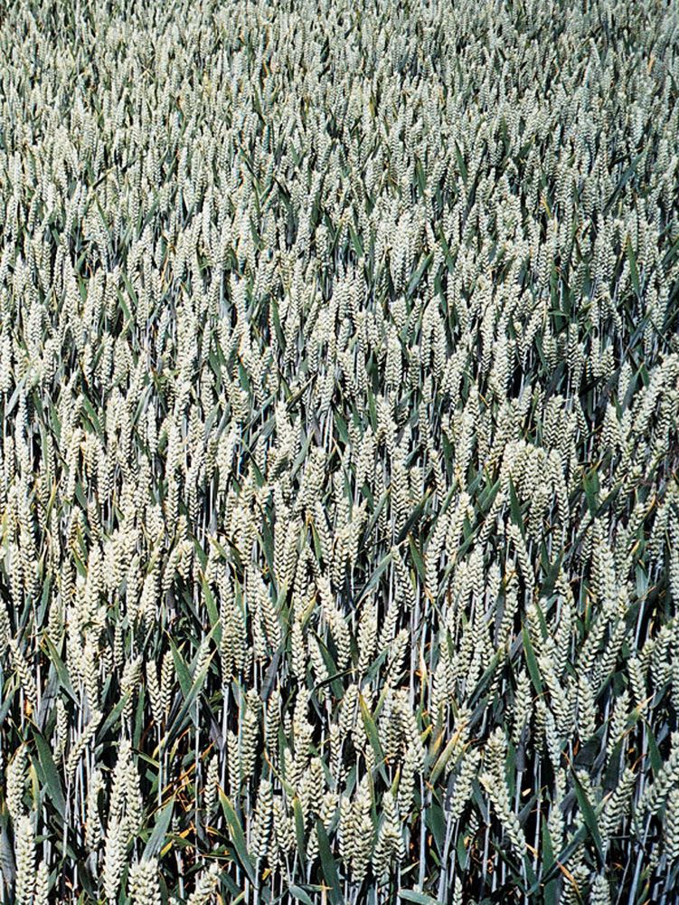 Art Box Black image licensing for JD_Library_Nature_08.jpg