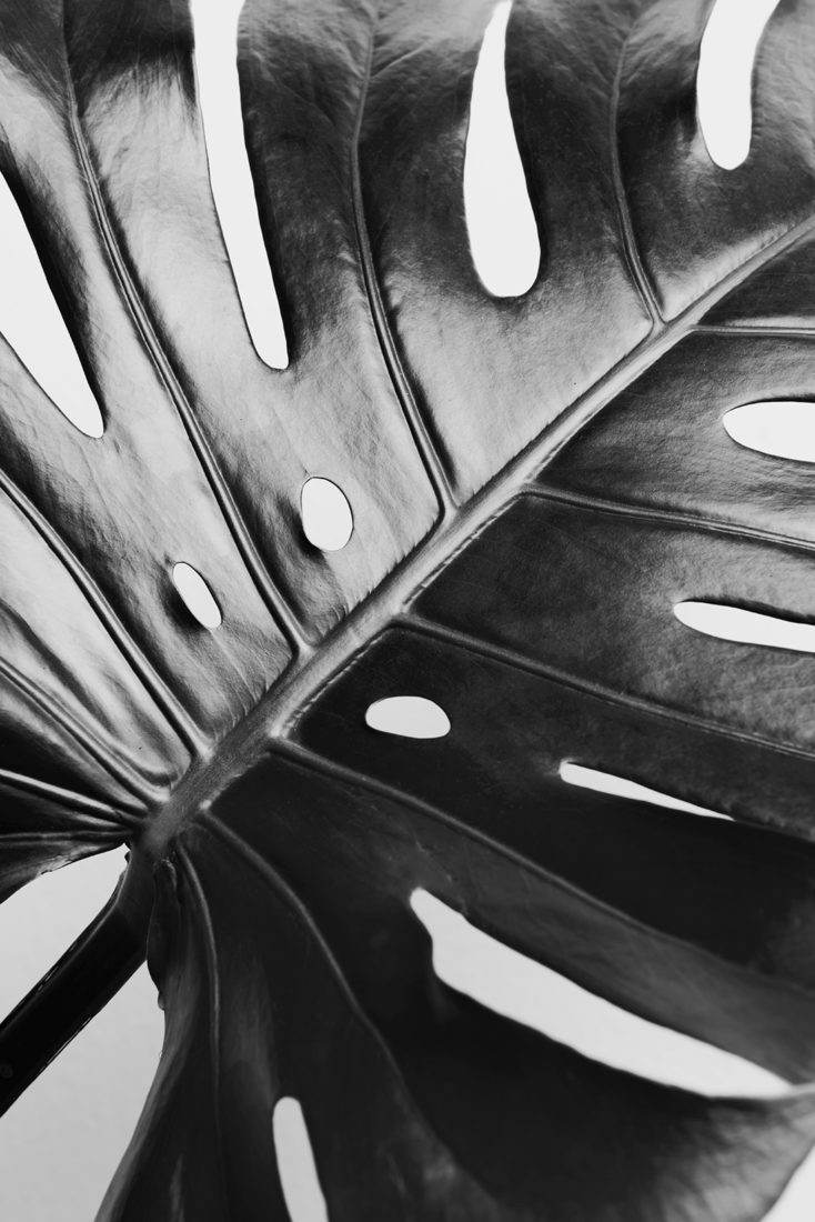 Art Box Black image licensing for JD_Library_Nature_09.jpg