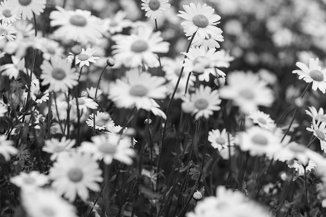 Art Box Black image licensing for JD_Library_Nature_13.jpg