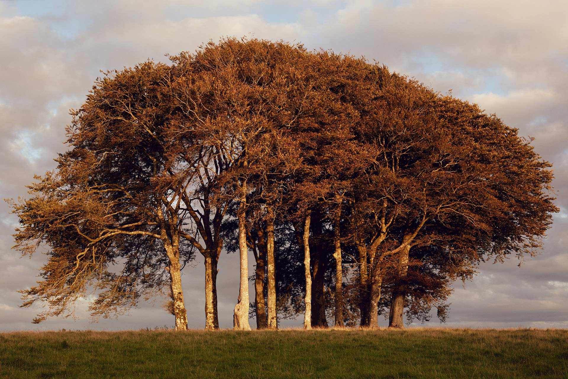 Wall Street Journal April Bloomfield October, 2016 by  Rahel Weiss