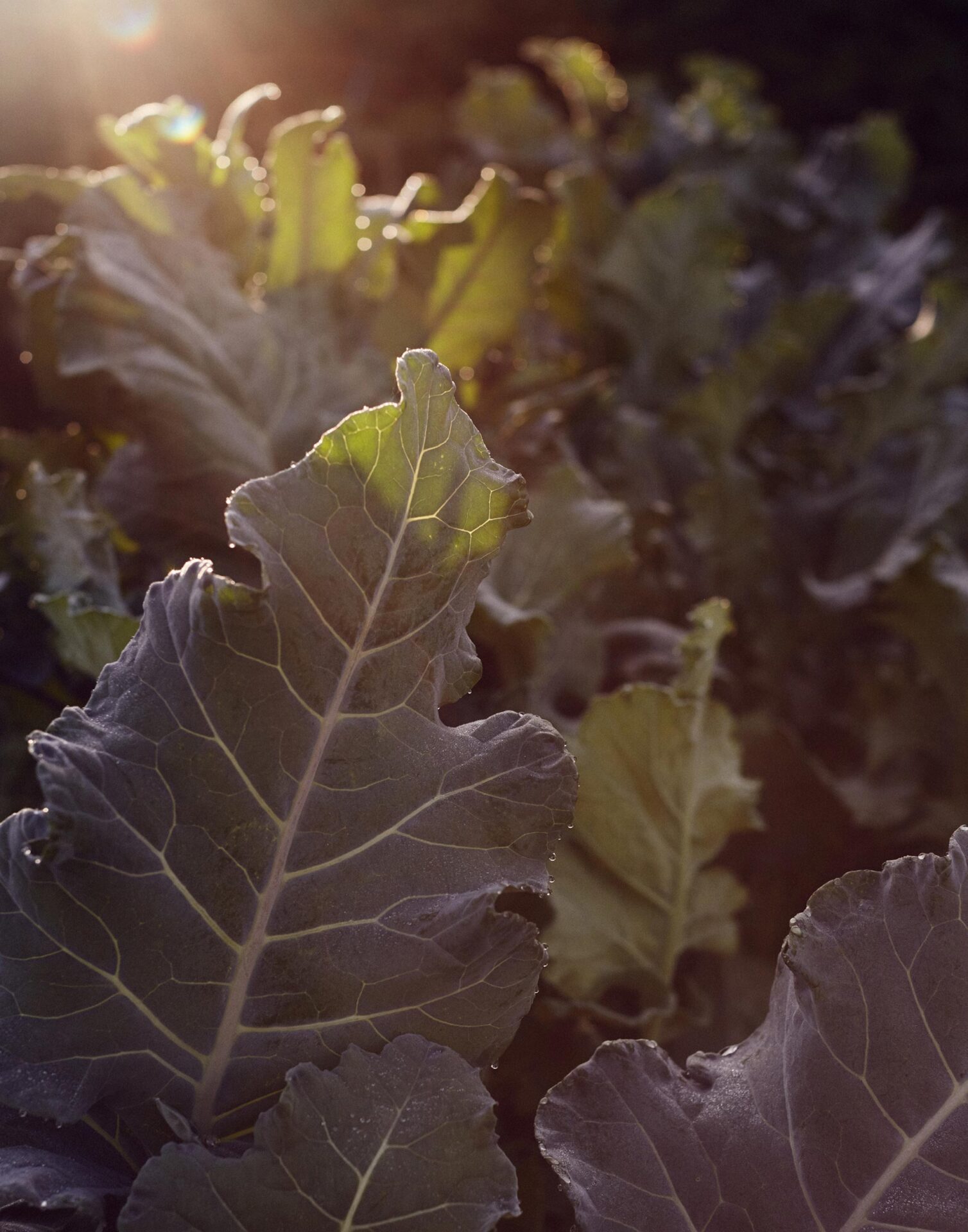 Wall Street Journal April Bloomfield October, 2016 by  Rahel Weiss