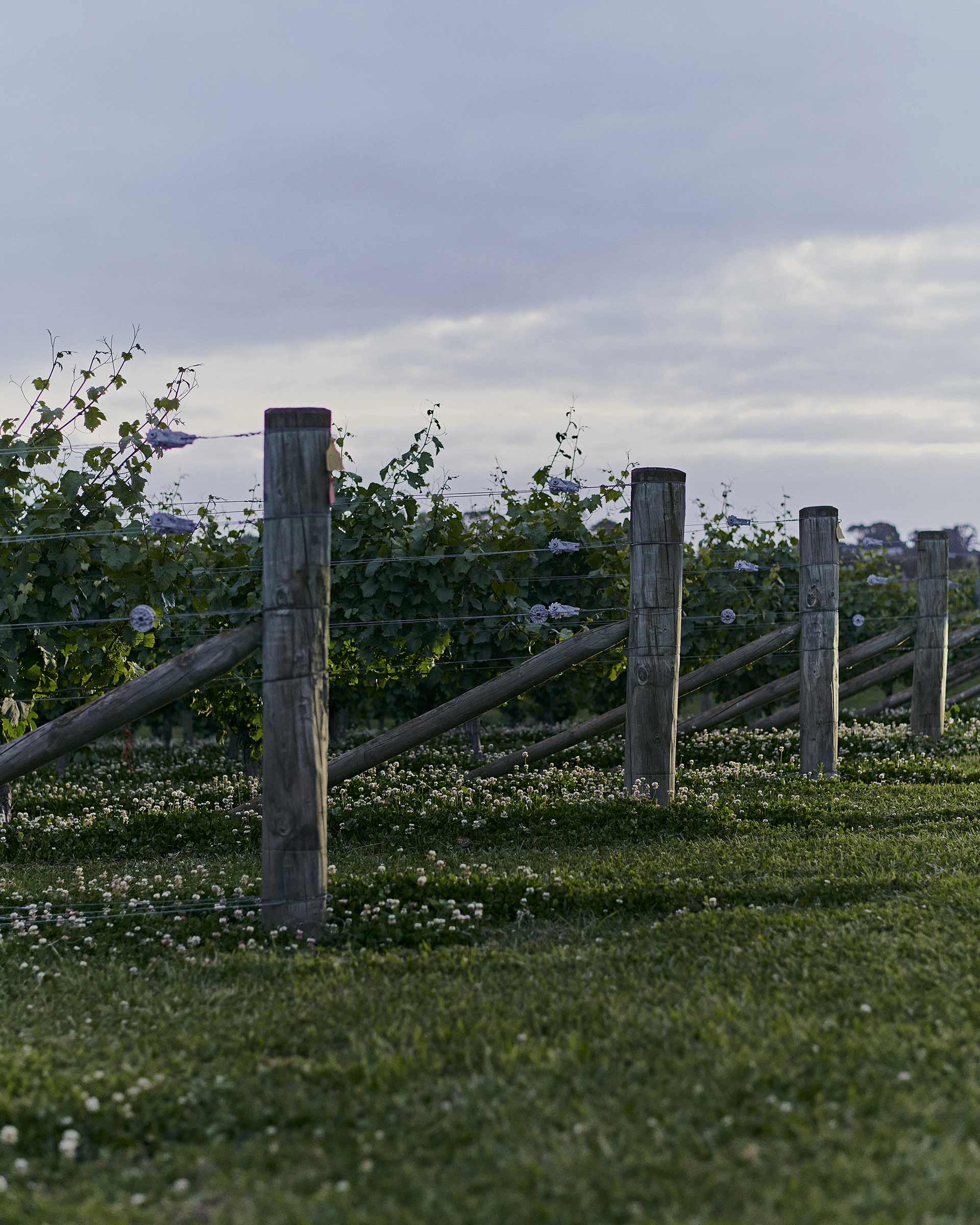 Pernod Ricard Church Road Winery March, 2023 by  Victoria Zschommler