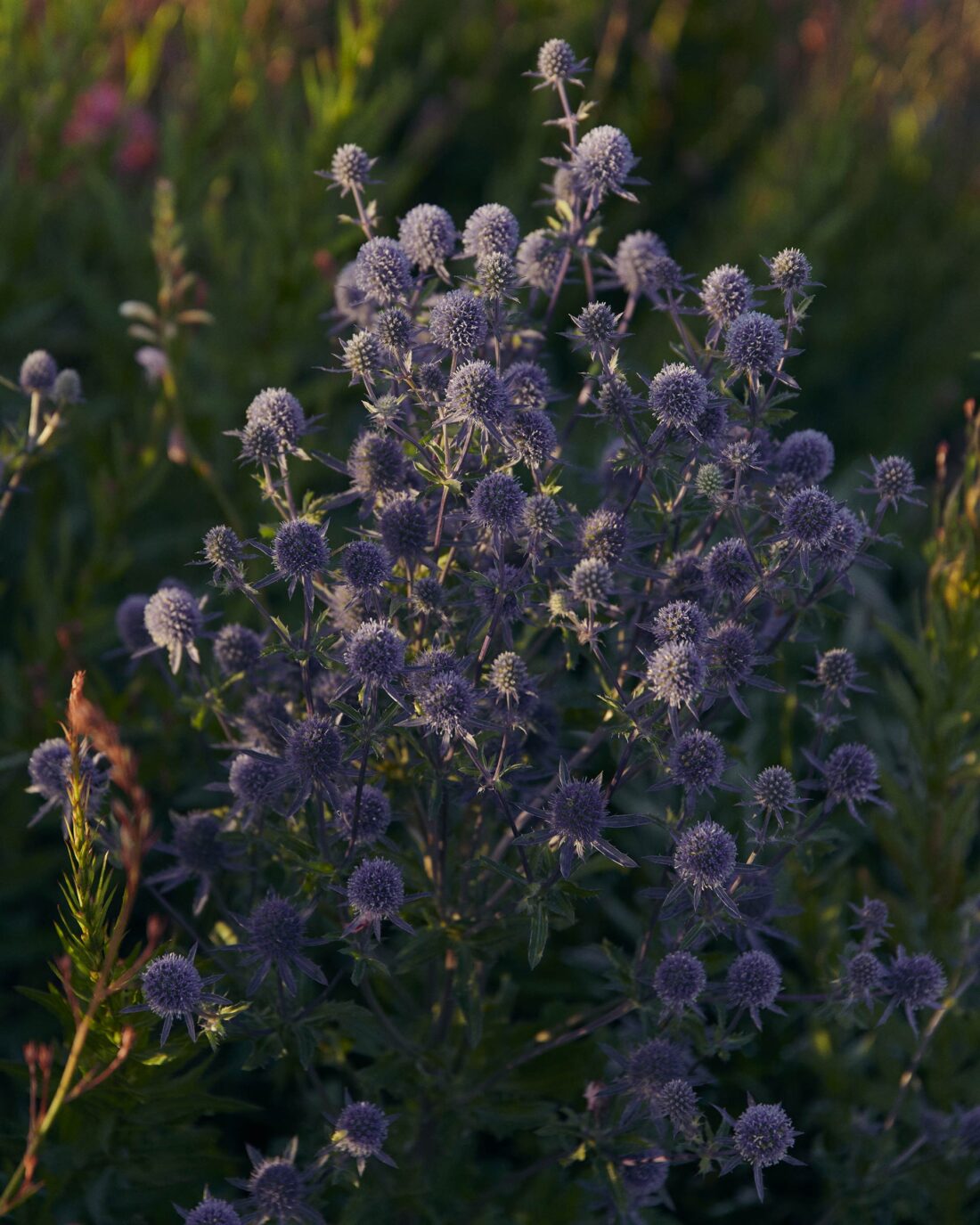 Pernod Ricard Church Road Winery March, 2023 by Victoria Zschommler 