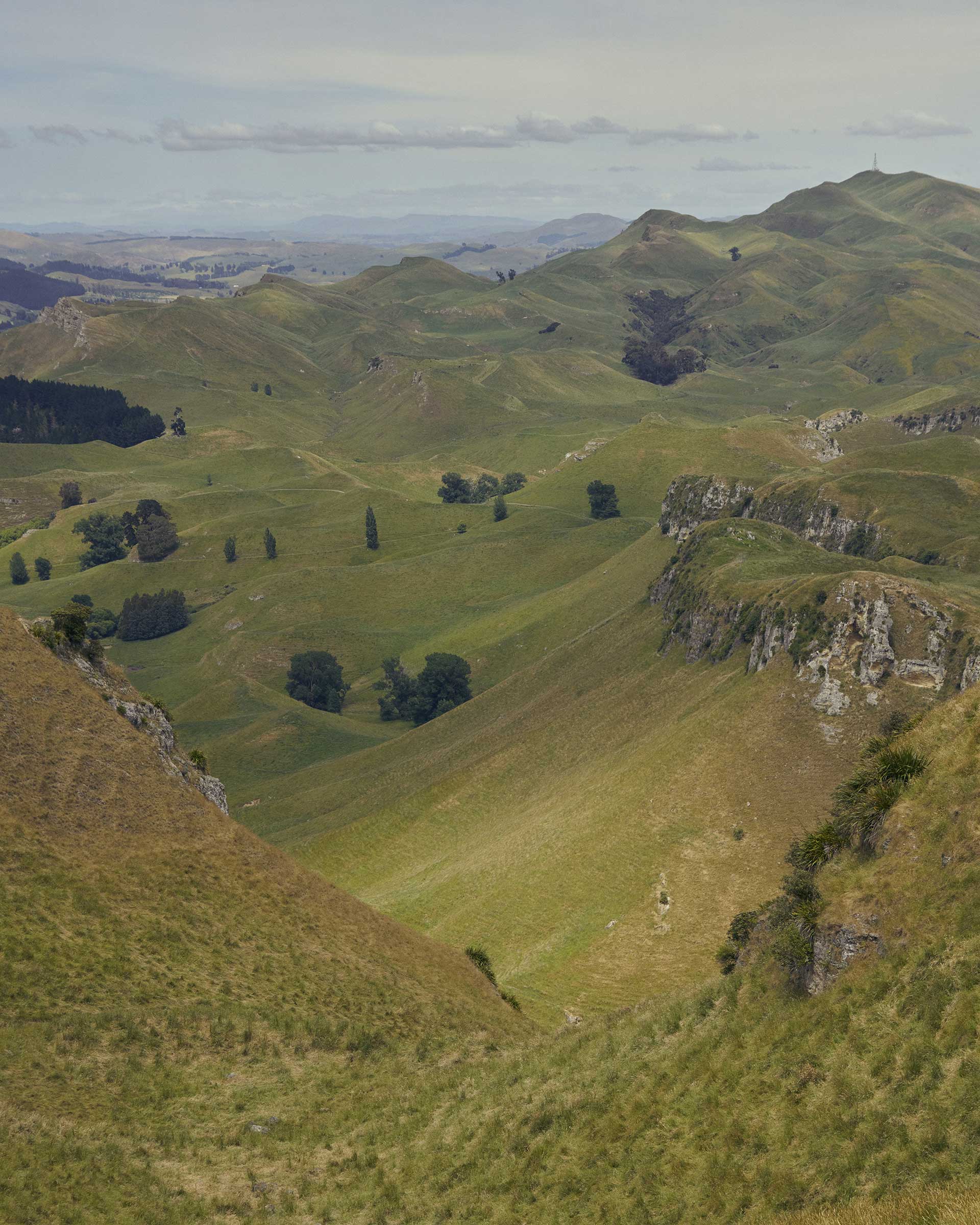 Pernod Ricard Church Road Winery March, 2023 by  Victoria Zschommler