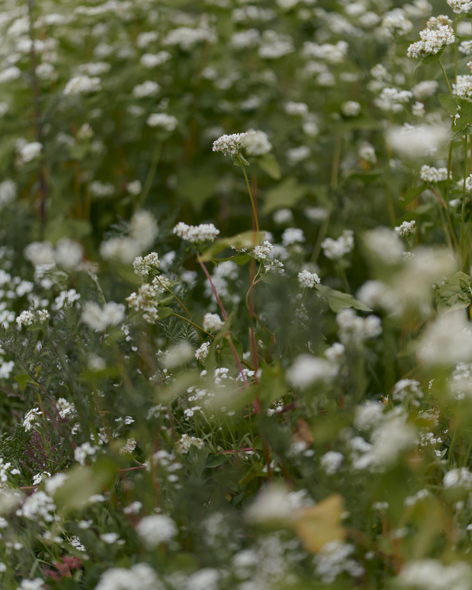 Pernod Ricard Church Road Winery March, 2023 by  Victoria Zschommler