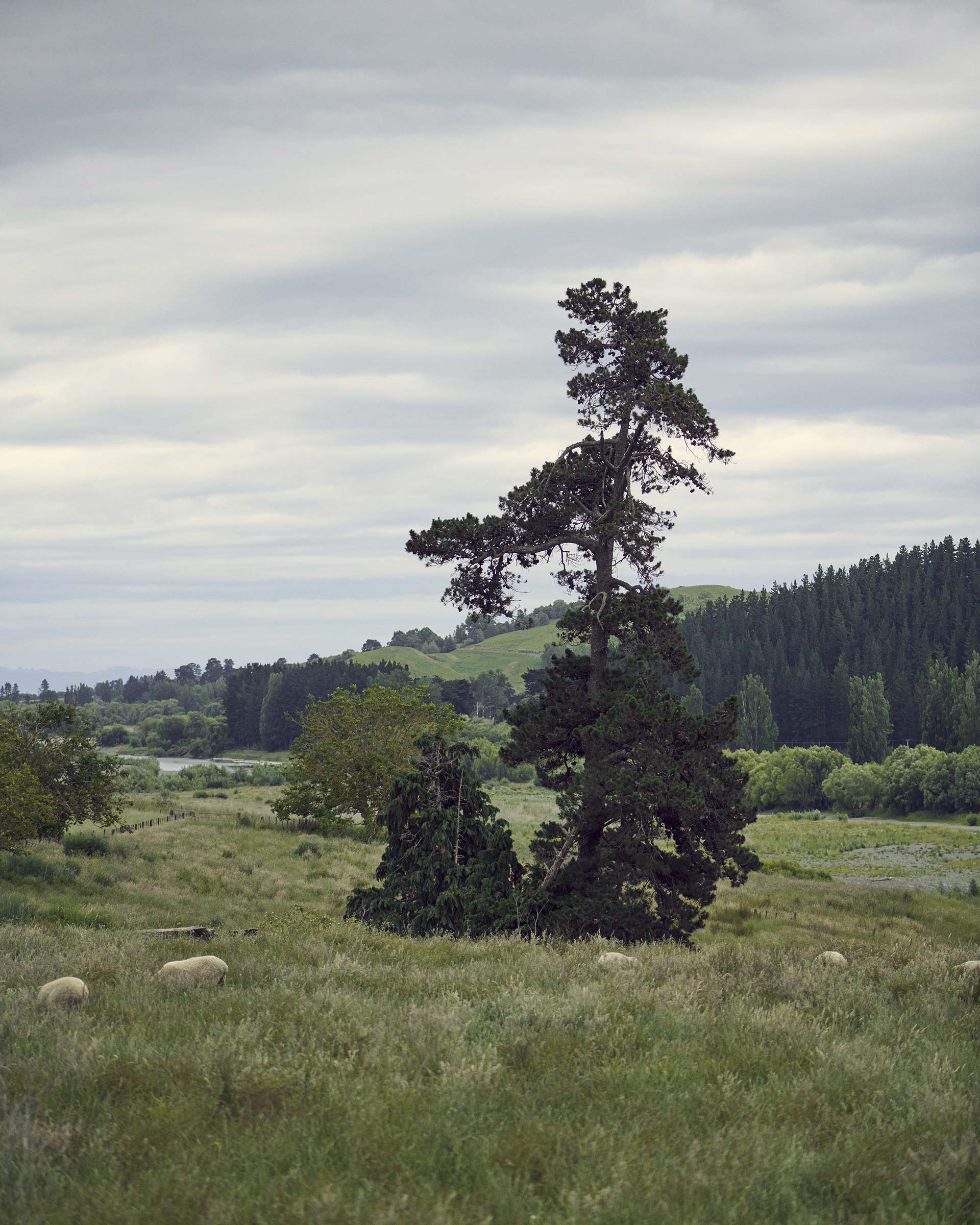 Pernod Ricard Church Road Winery March, 2023 by  Victoria Zschommler