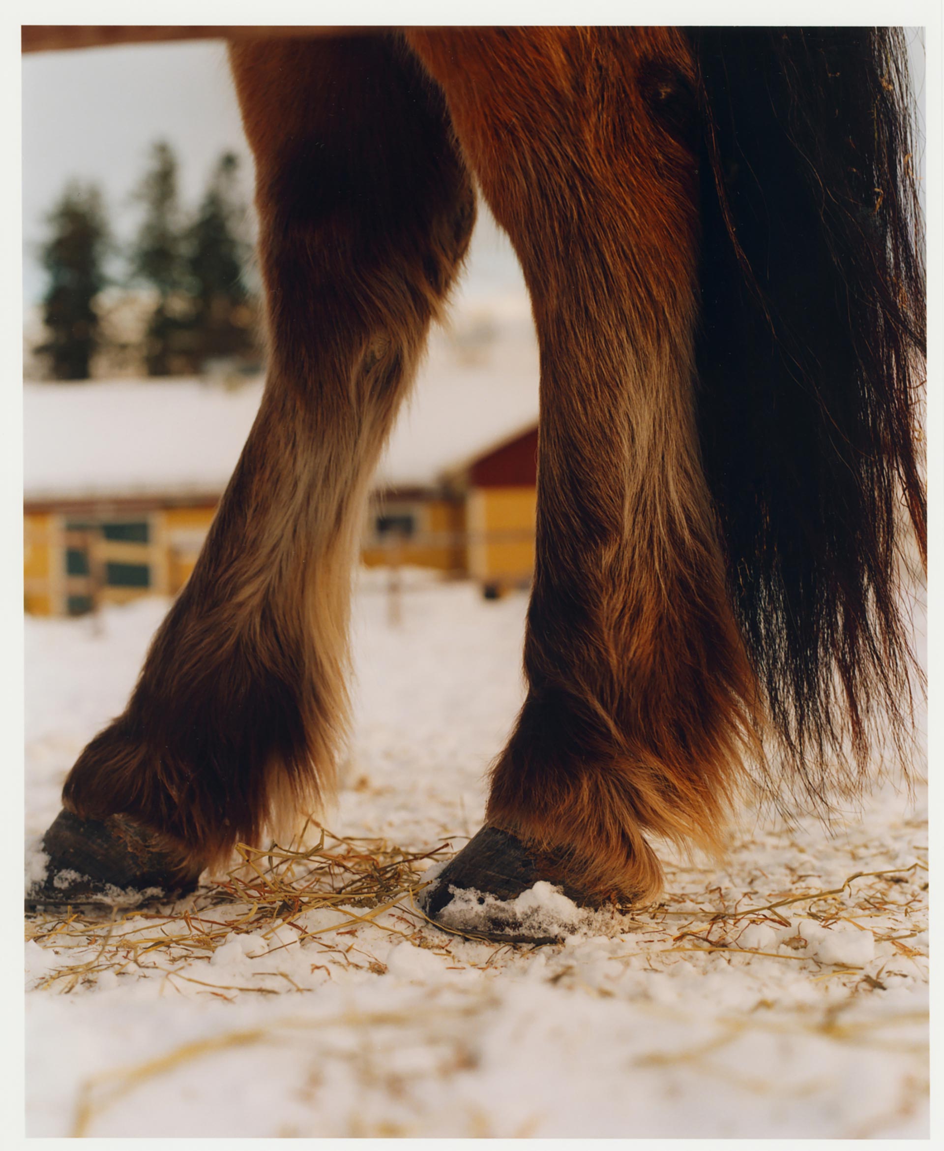 Personal work Ӧstersund Racecourse Ongoing  by  Drew Wheeler