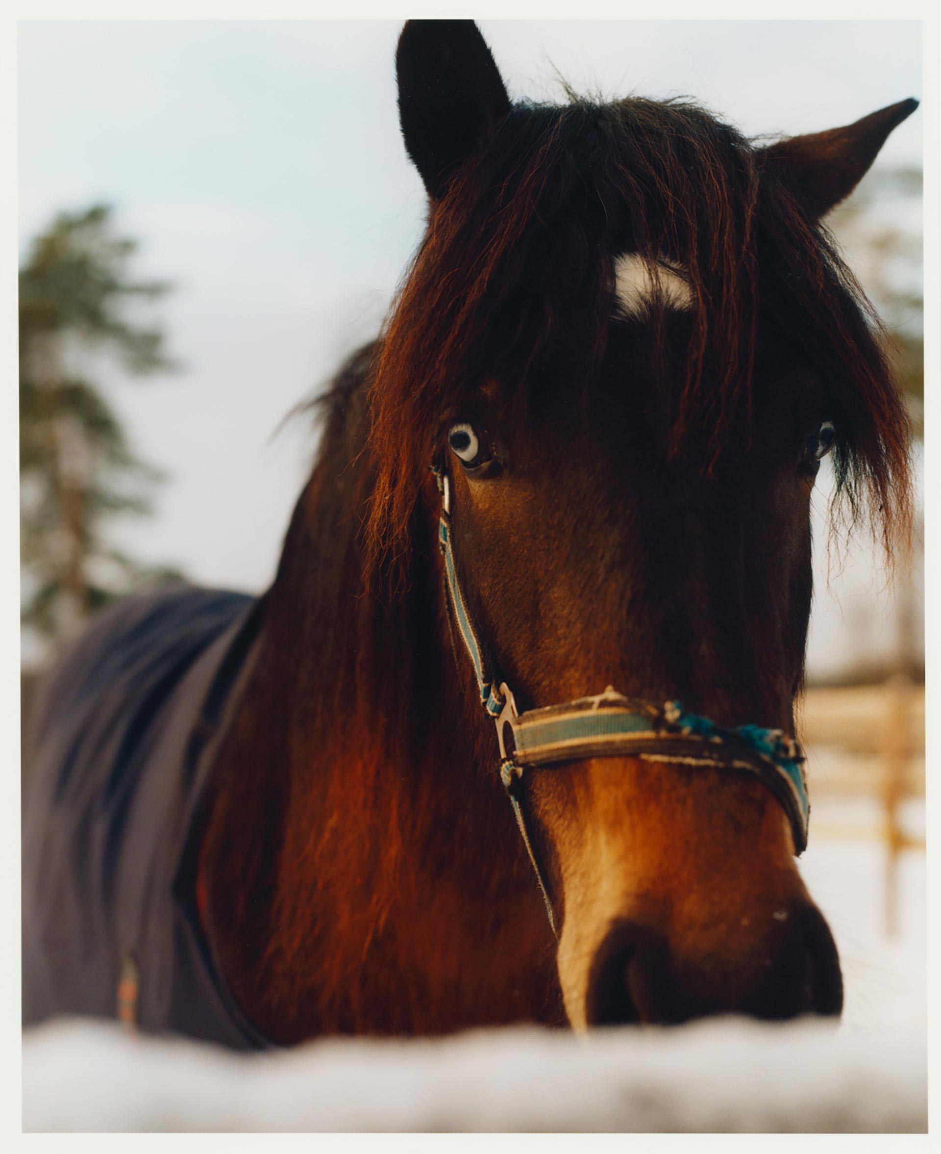 Personal work Ӧstersund Racecourse Ongoing  by  Drew Wheeler