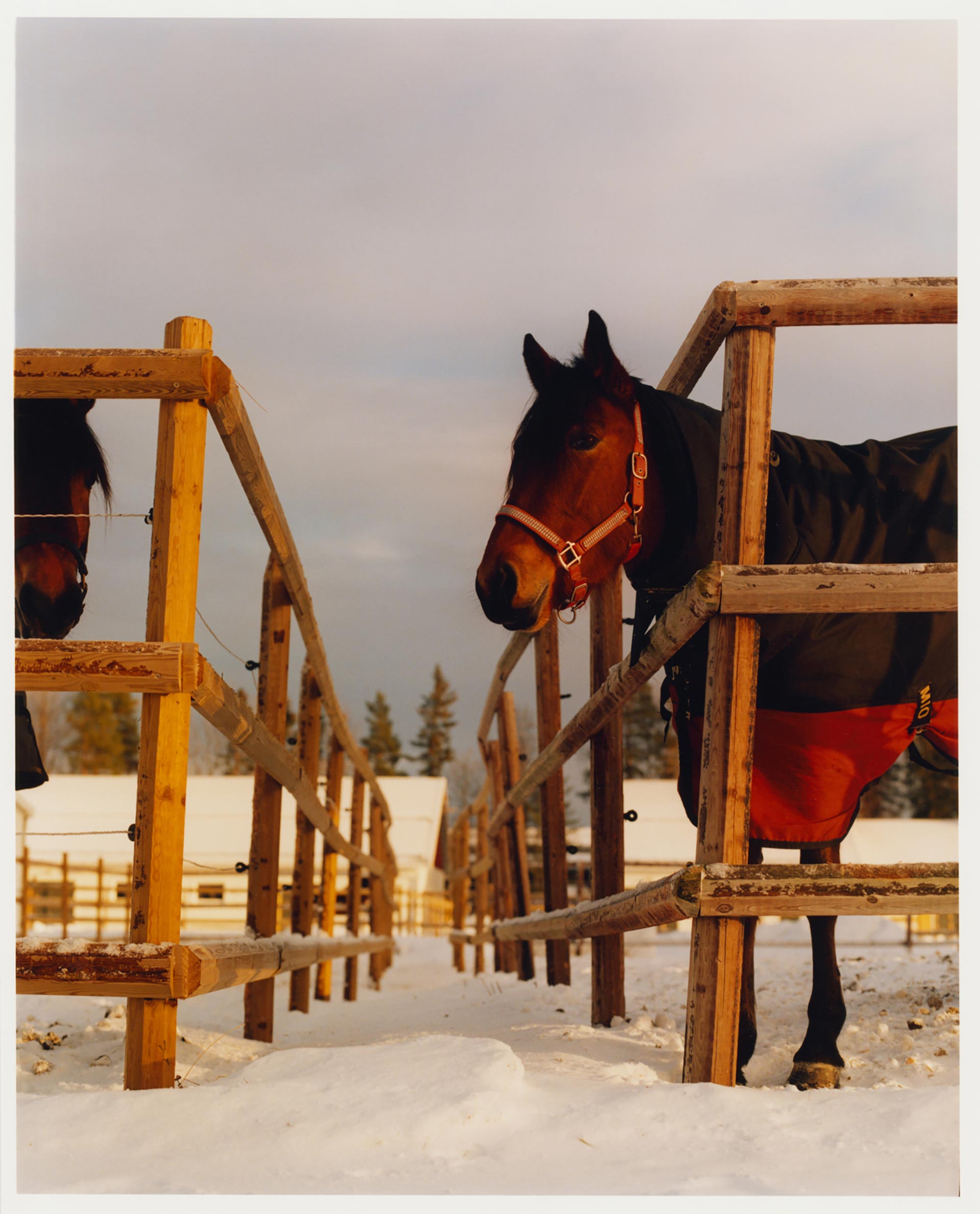 Personal work Ӧstersund Racecourse Ongoing  by  Drew Wheeler