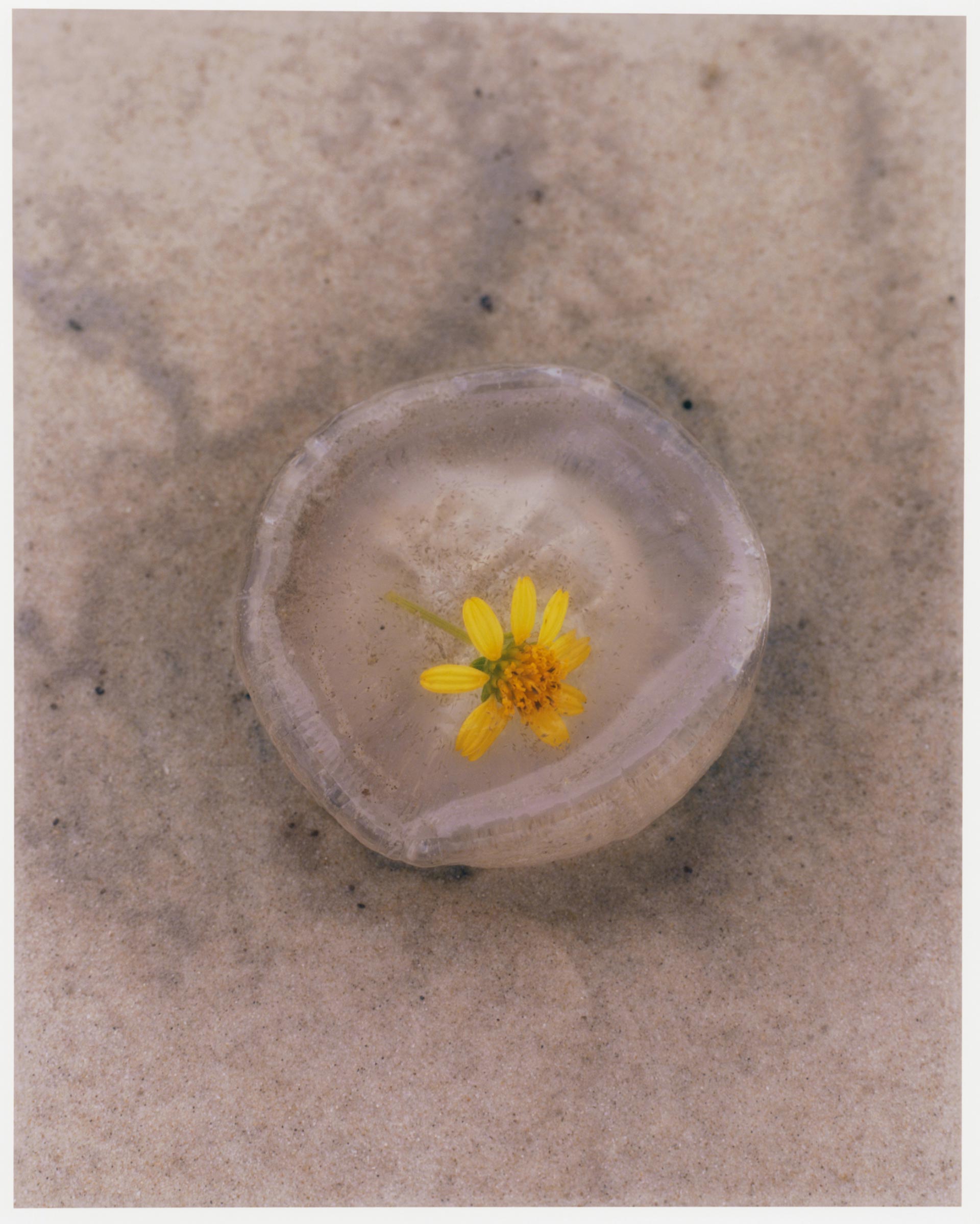 Order Magazine Linnea September, 2022 by  Drew Wheeler