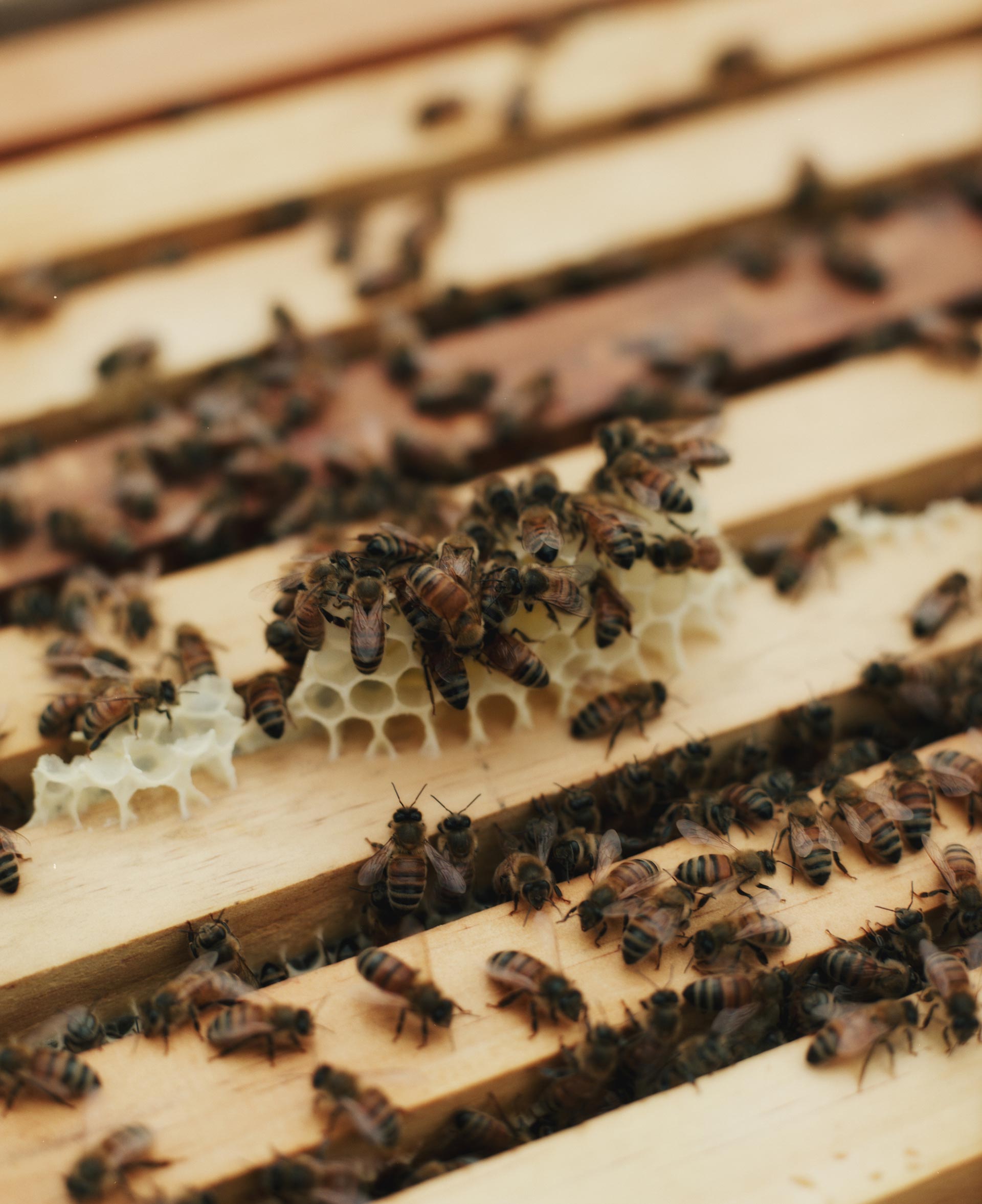 Flore Directory The Bee Keeper August, 2020 by  Drew Wheeler