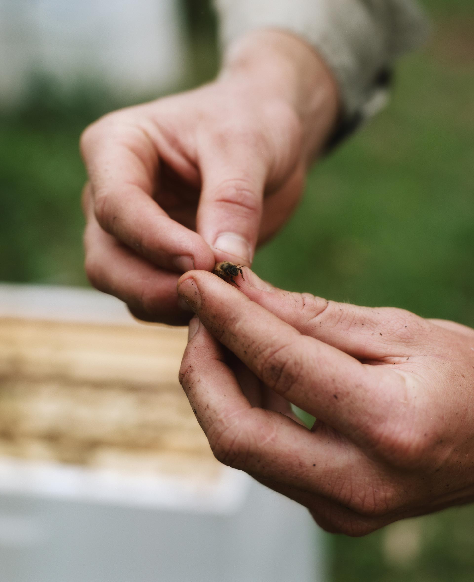 Flore Directory The Bee Keeper August, 2020 by  Drew Wheeler