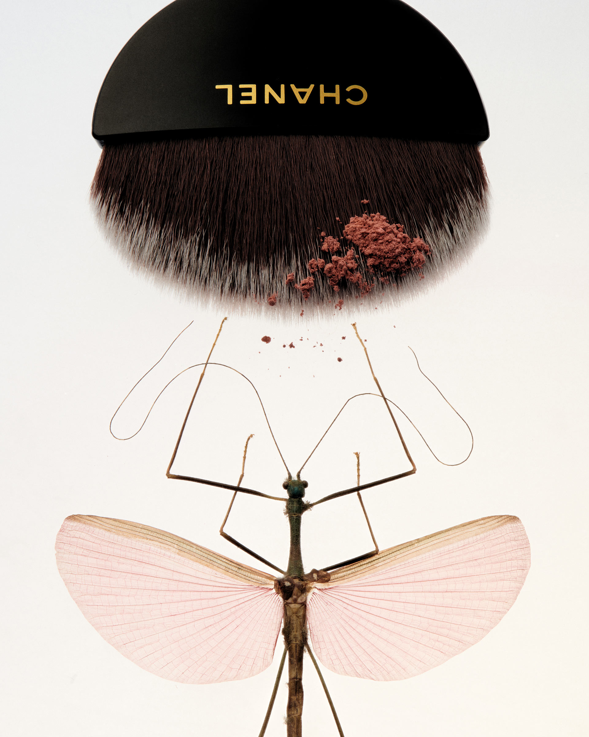 Same Same Beauty Bug November, 2023 by  Natalie Turnbull