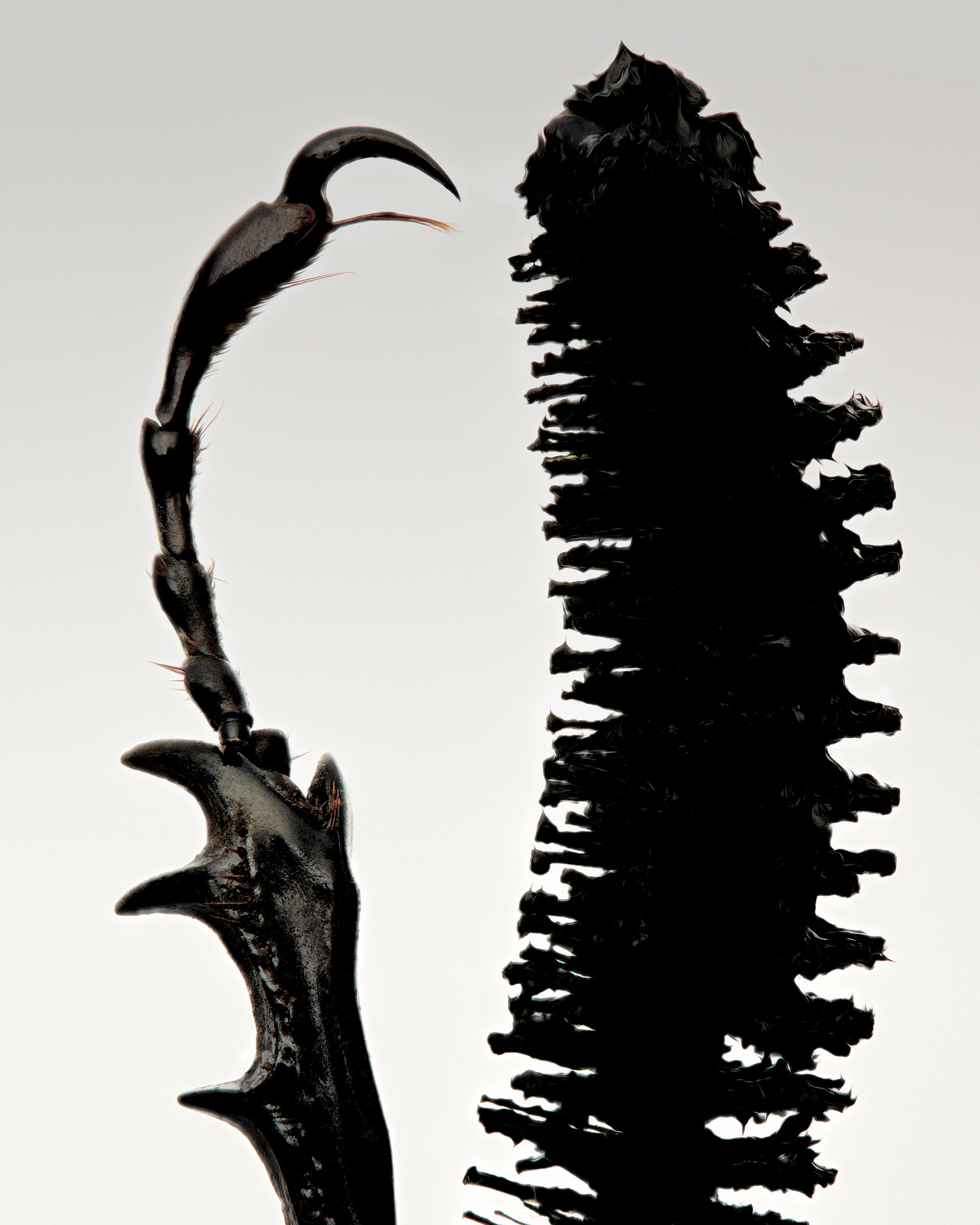 Same Same Beauty Bug November, 2023 by  Natalie Turnbull