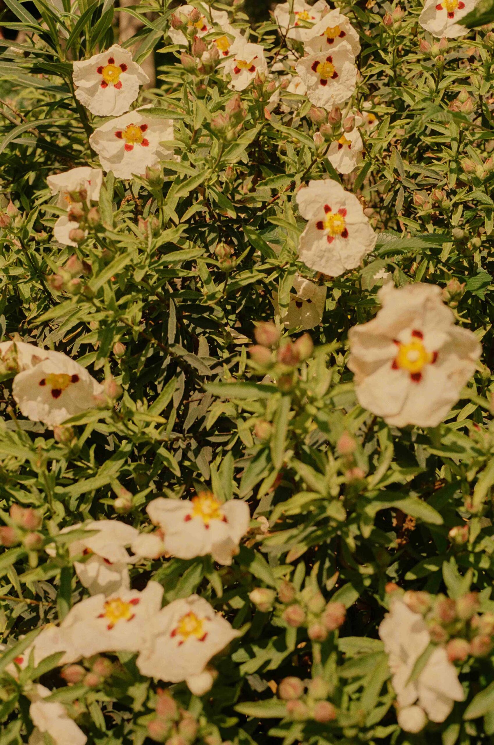 France On Film Personal Work May, 2024 by  Lilli Waters