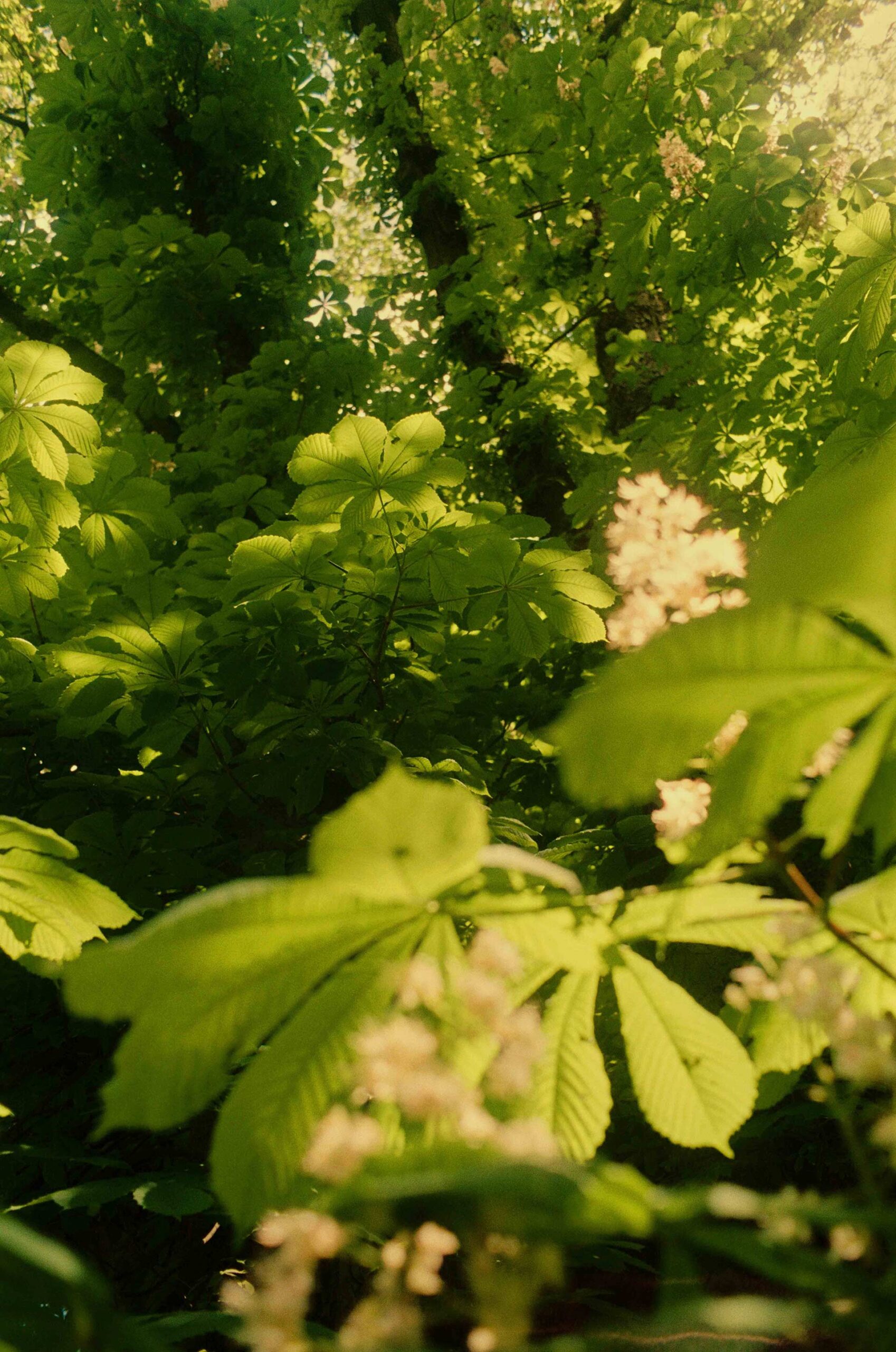 France On Film Personal Work May, 2024 by  Lilli Waters