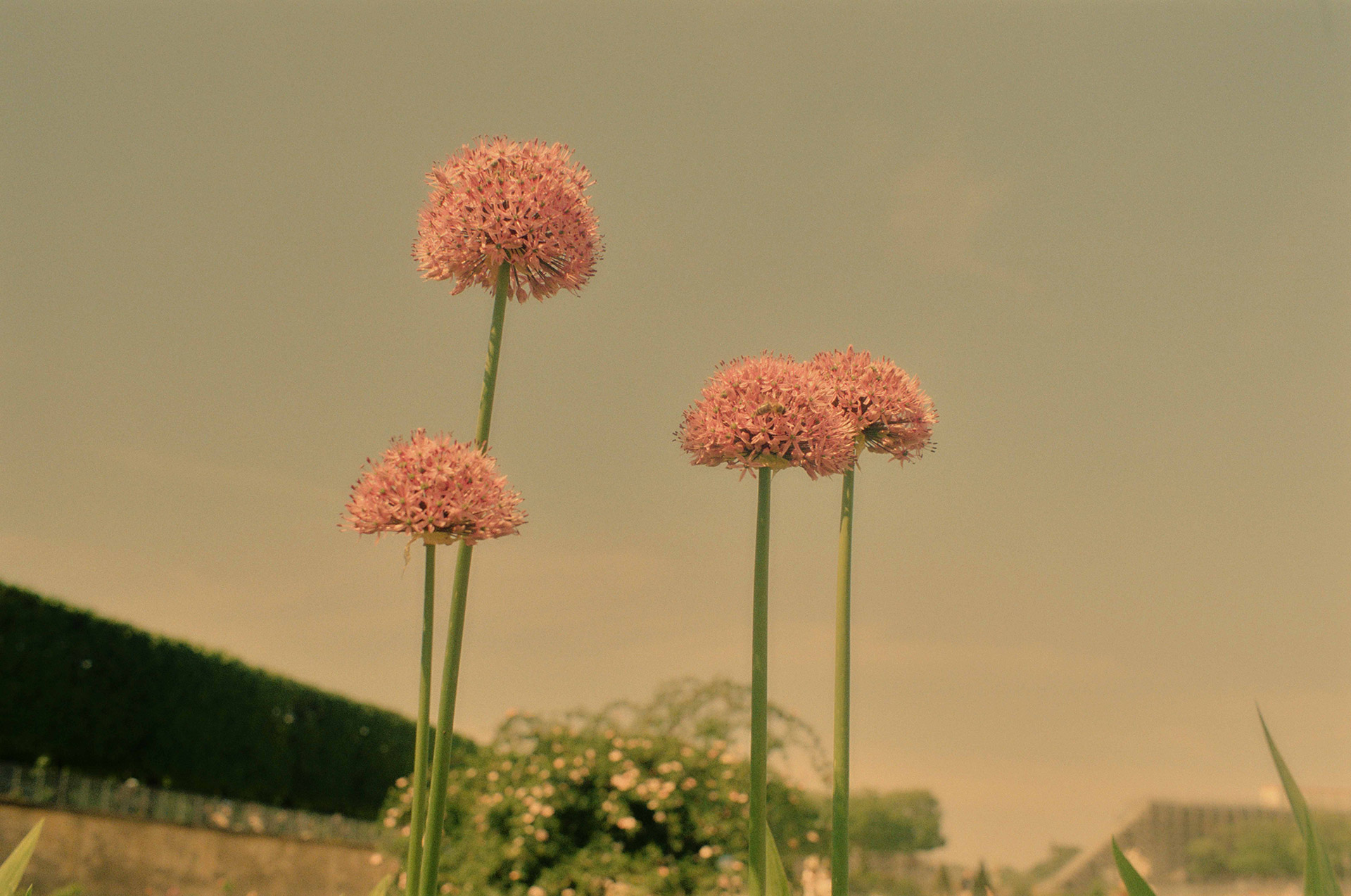 France On Film Personal Work May, 2024 by  Lilli Waters