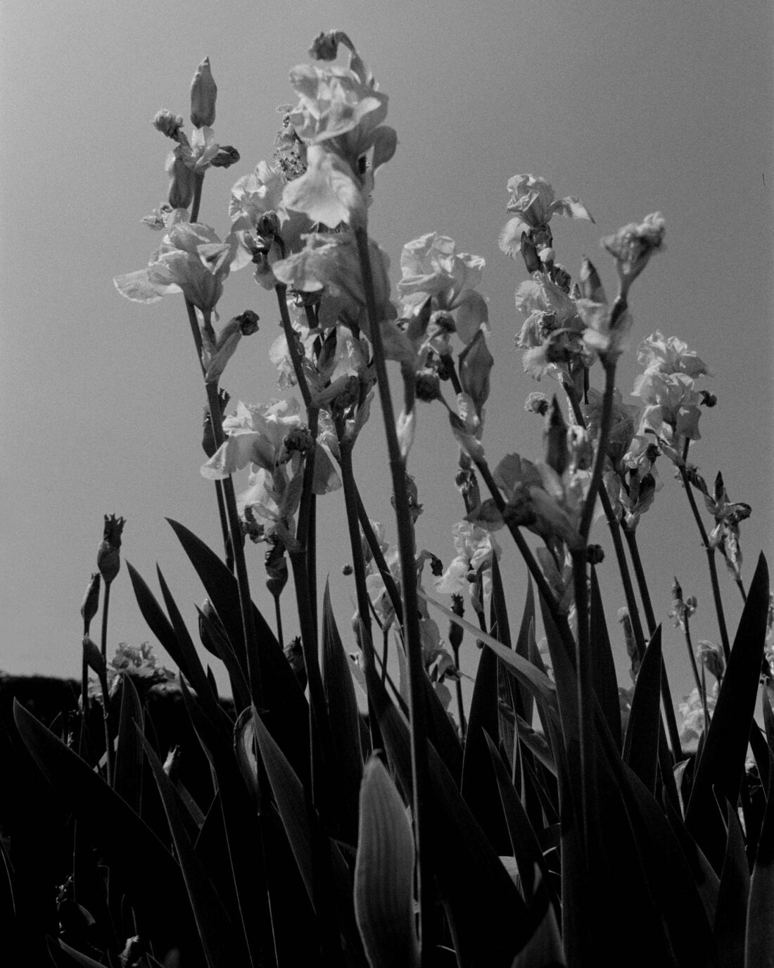 France On Film Personal Work May, 2024 by Lilli Waters 