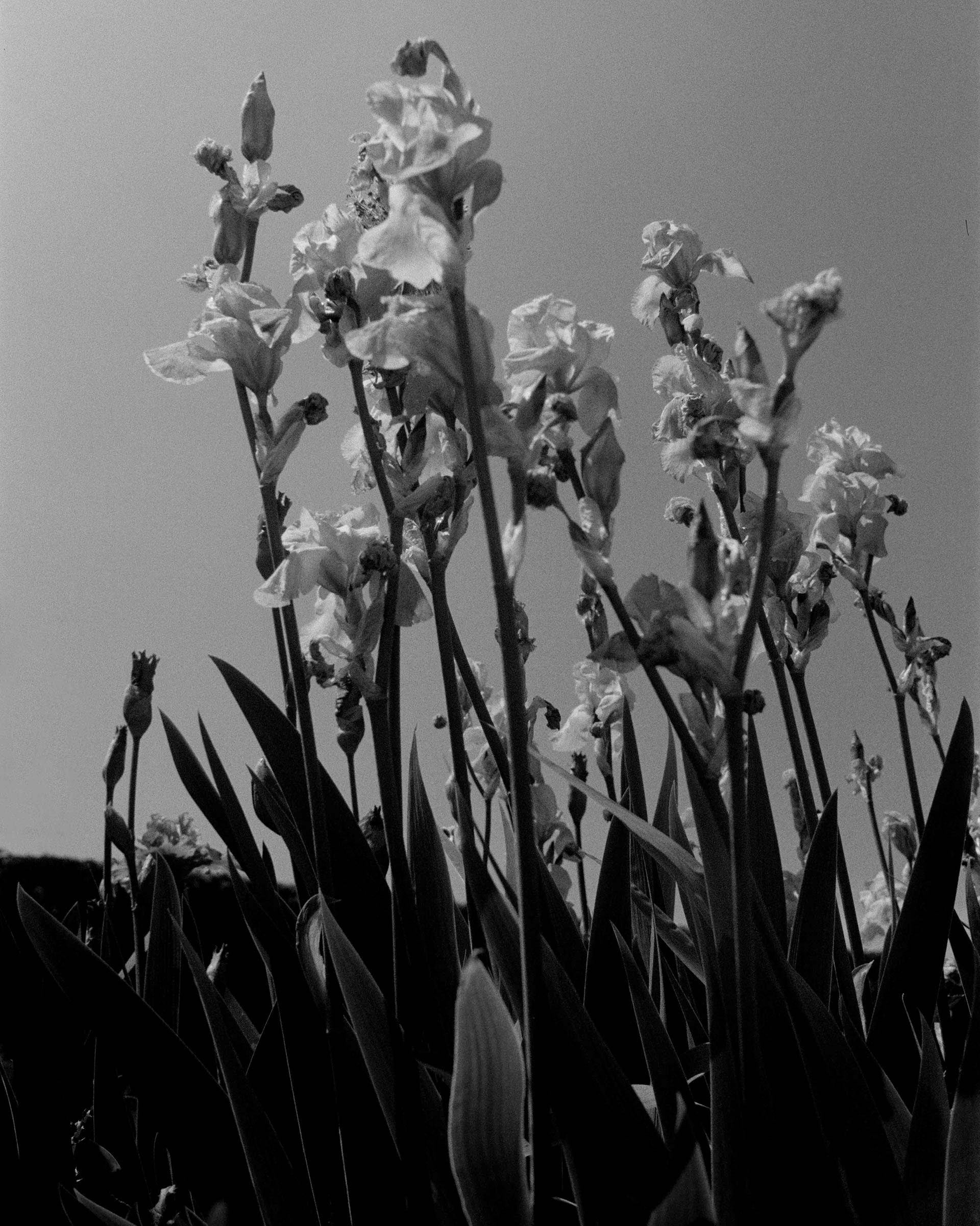 France On Film Personal Work May, 2024 by  Lilli Waters