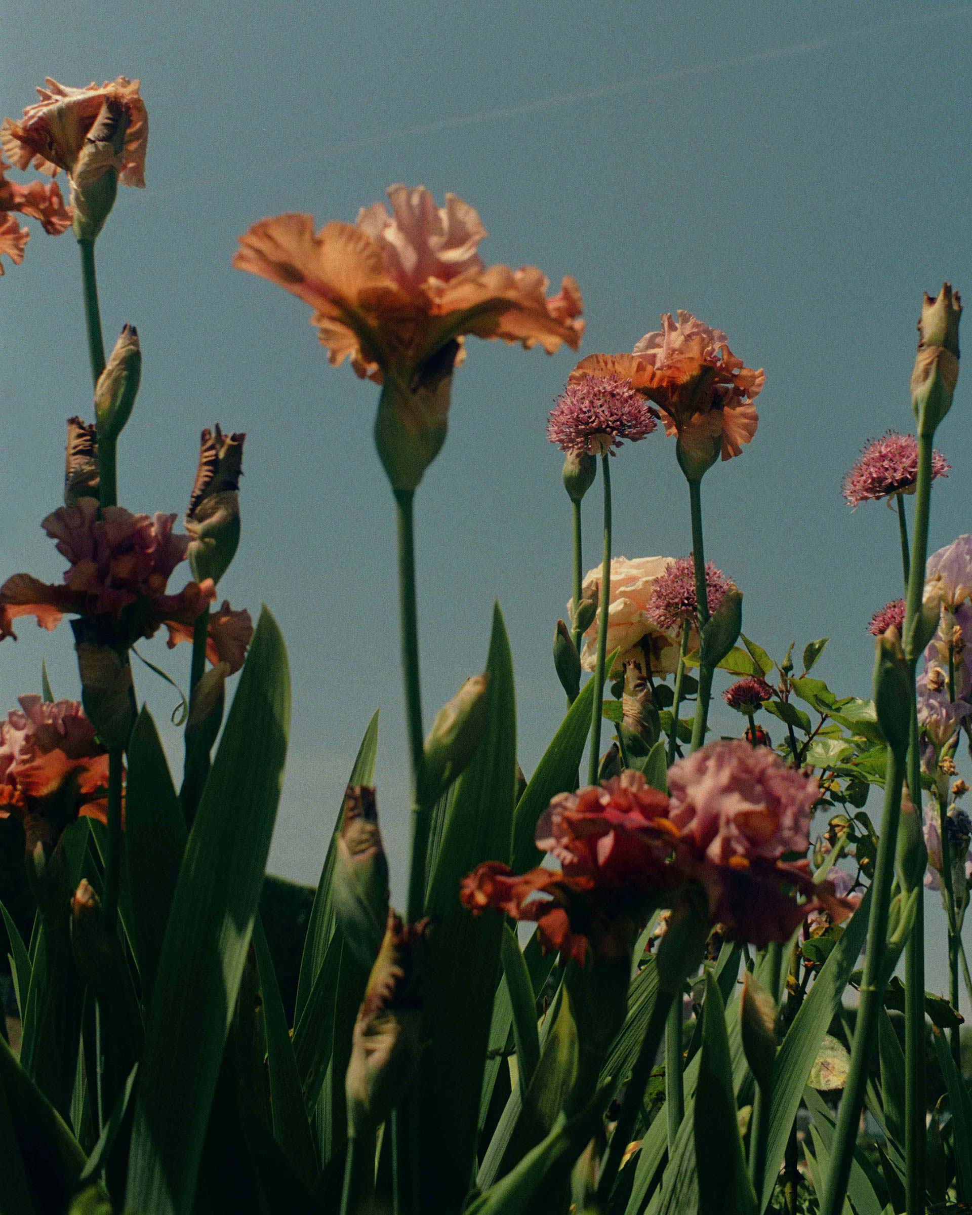 France On Film Personal Work May, 2024 by  Lilli Waters