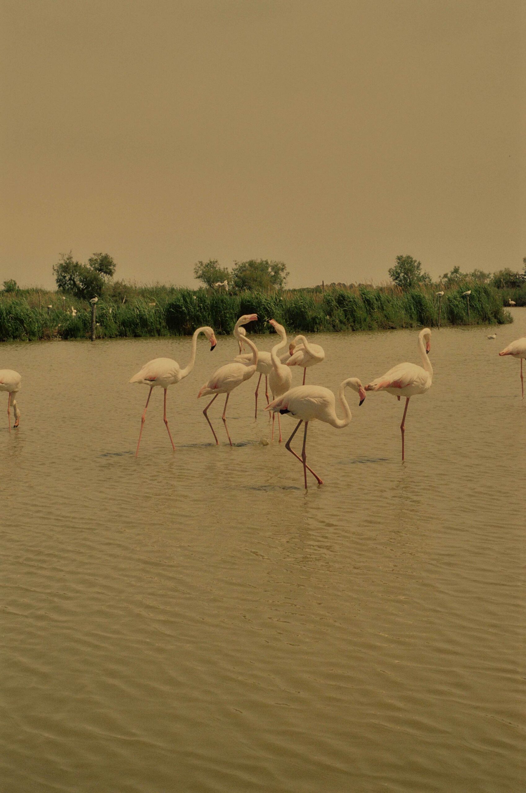 France On Film Personal Work May, 2024 by  Lilli Waters