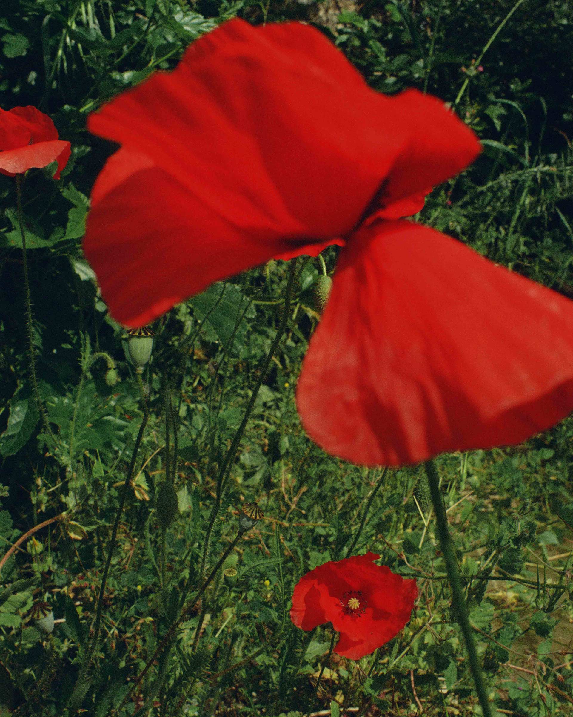 France On Film Personal Work May, 2024 by  Lilli Waters