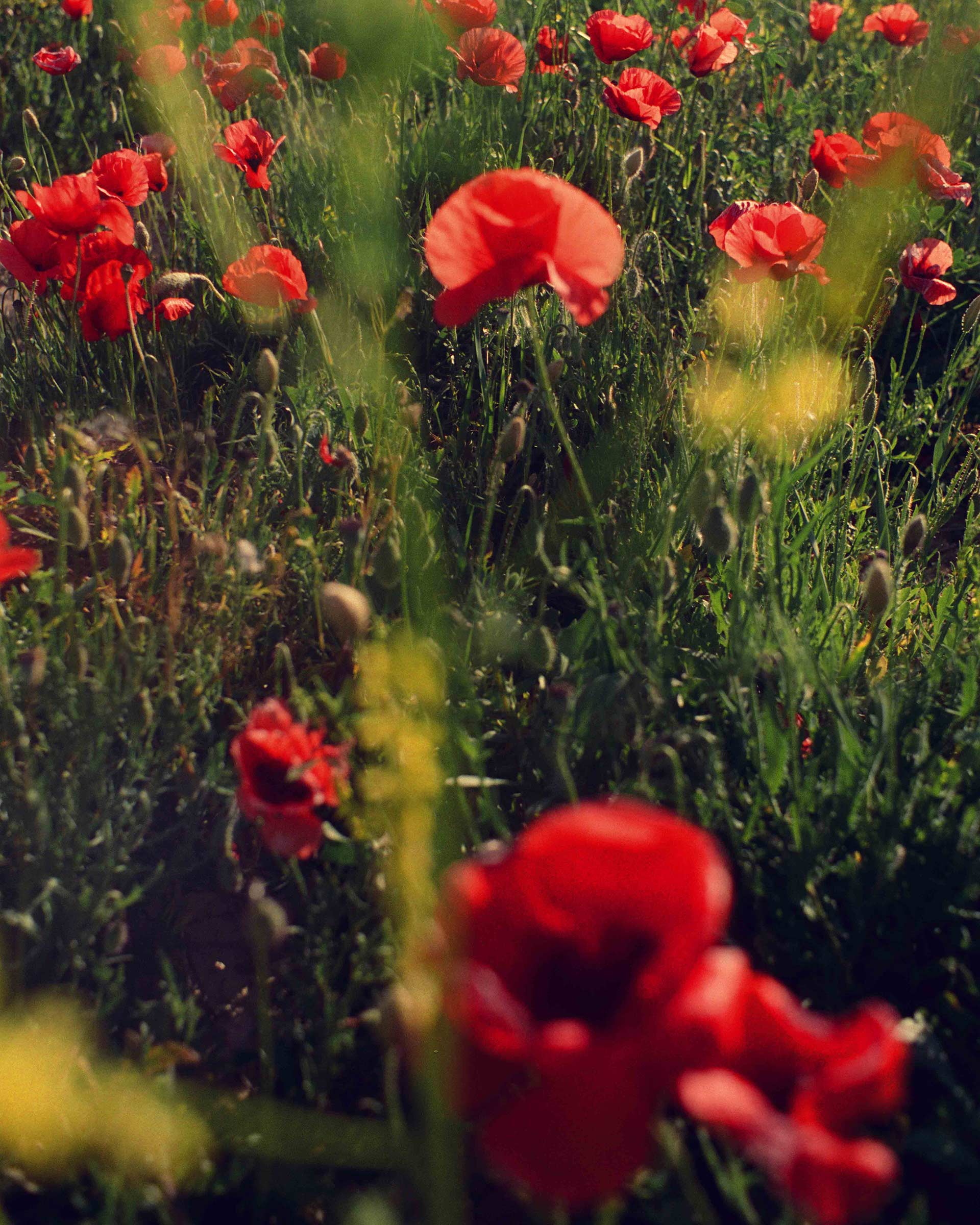 France On Film Personal Work May, 2024 by  Lilli Waters