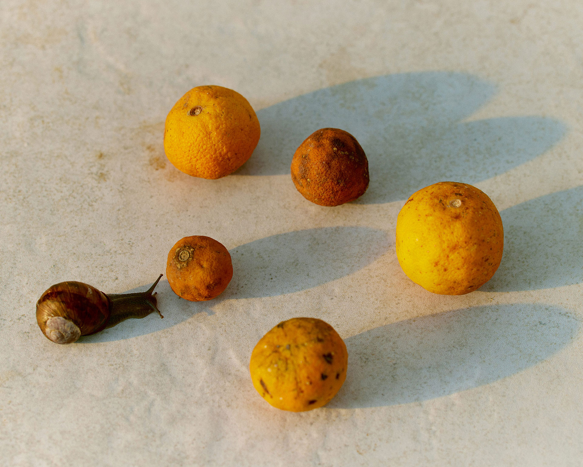 Elbazin Magazine Issue 24 August, 2023 by  Lilli Waters