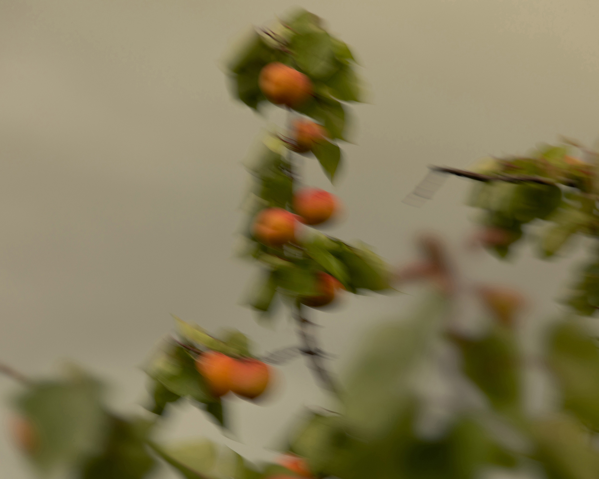 Muse The Label Spring 2020 January, 2020 by  Lilli Waters