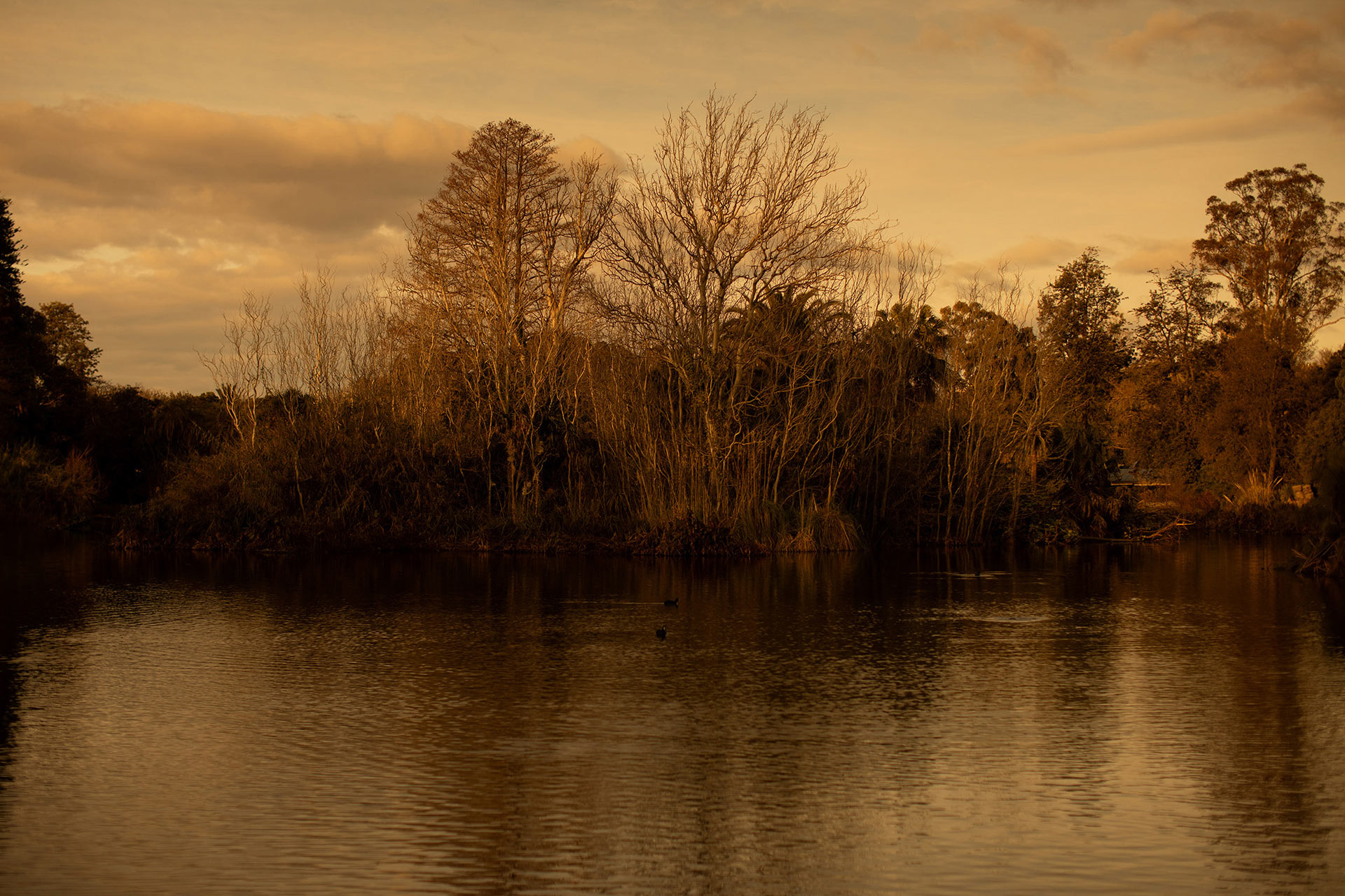 Umenco Golden Hour November, 2023 by  Lilli Waters