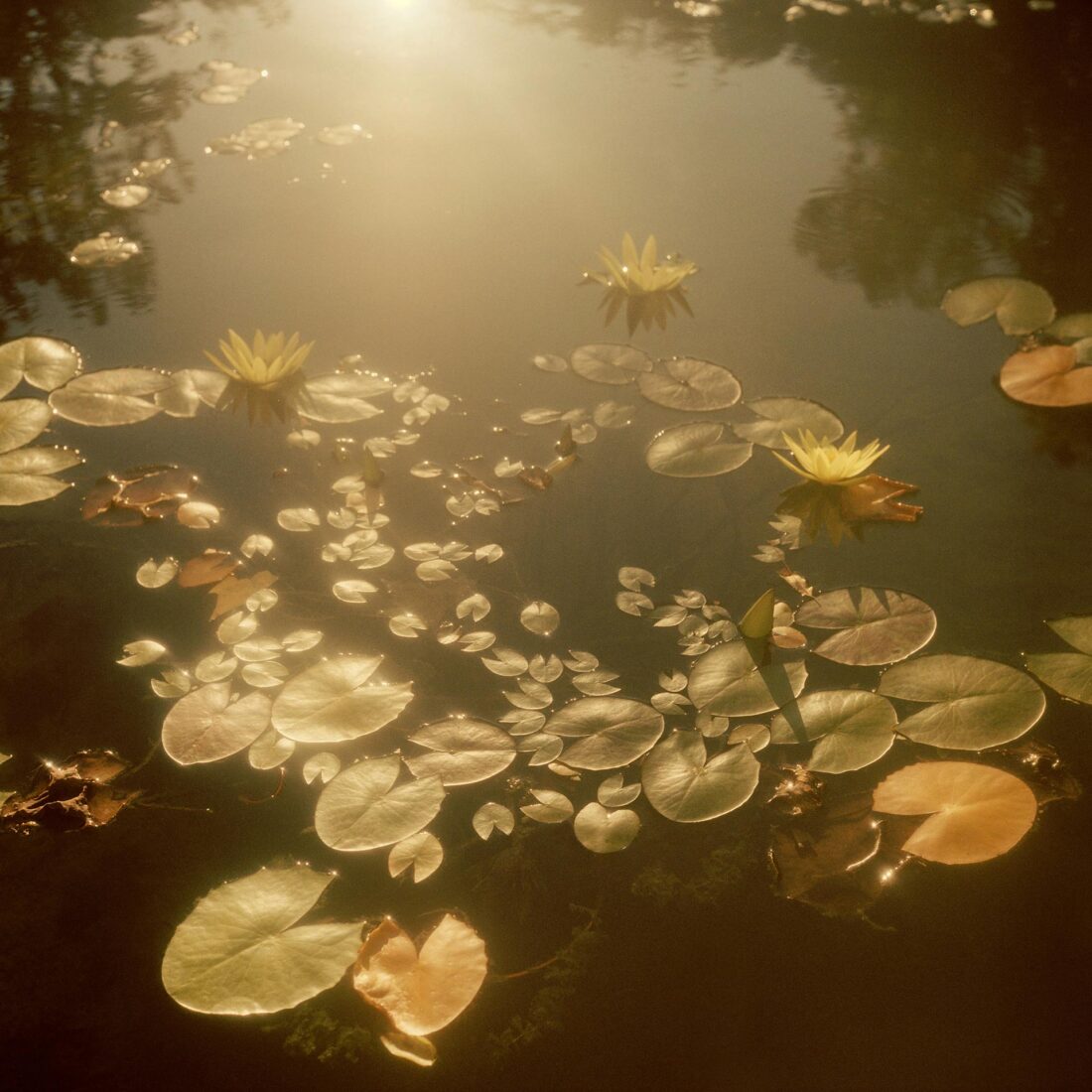 Travel series Iceland, Florence, Italy, Alaska Ongoing by Lilli Waters 