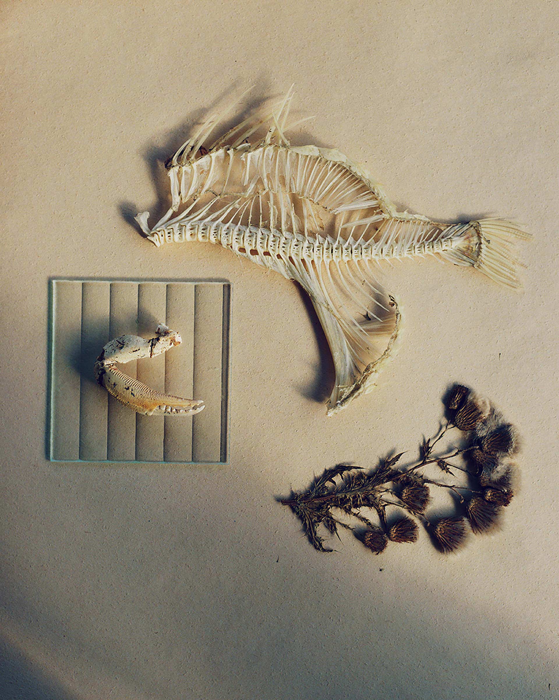 Catalogis Matris Personal work October, 2022 by  Lilli Waters