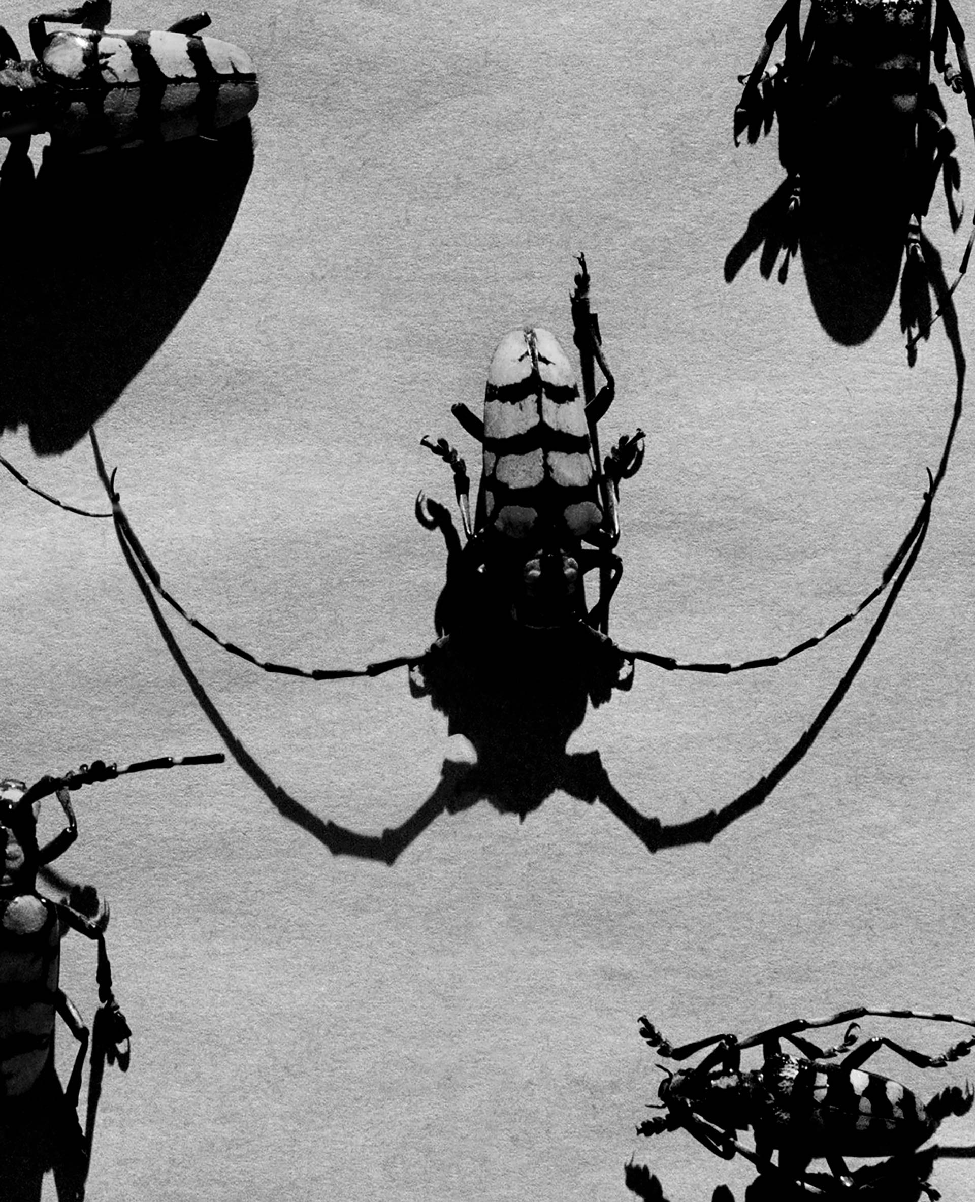 Flowers & Gardens Personal work Ongoing by  Lilli Waters