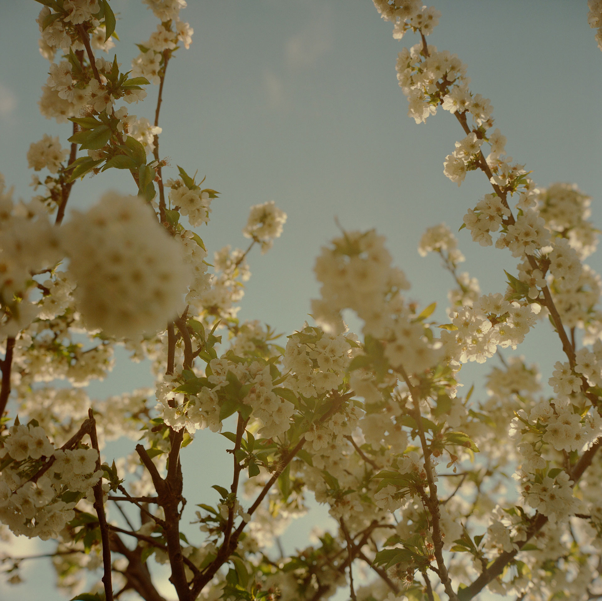 Flowers & Gardens Personal work Ongoing by  Lilli Waters