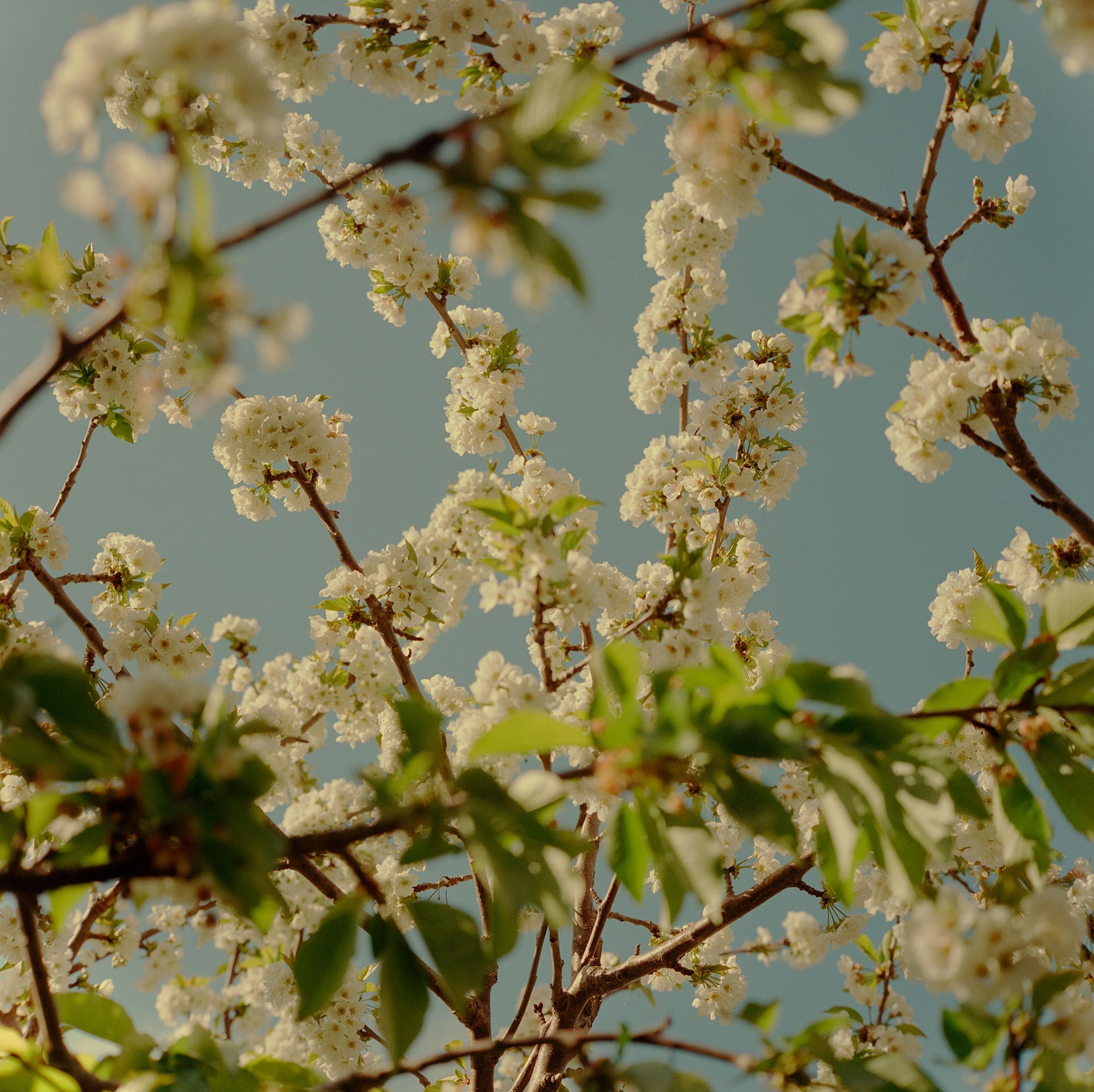 Flowers & Gardens Personal work Ongoing by  Lilli Waters