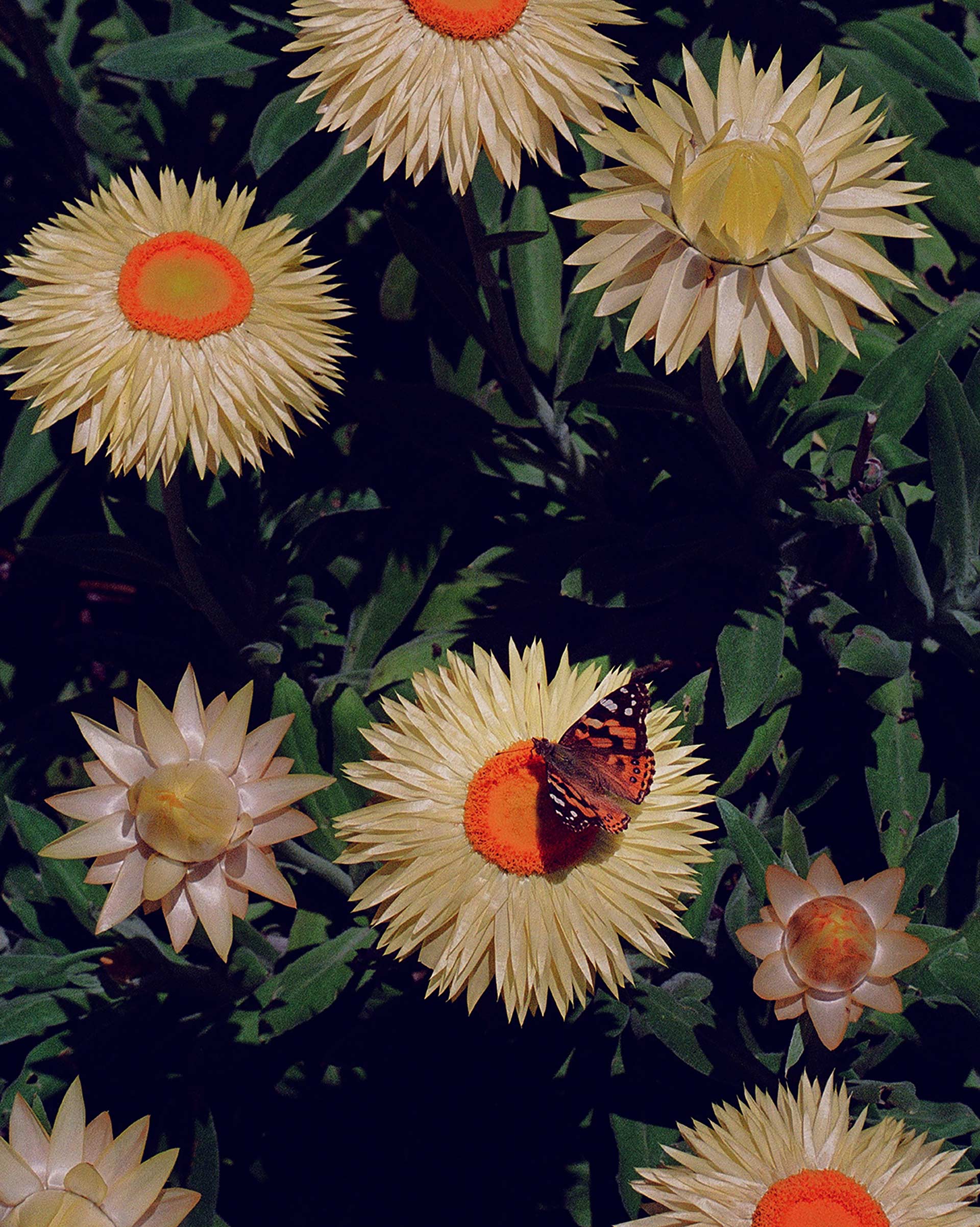 Flowers & Gardens Personal work Ongoing by  Lilli Waters