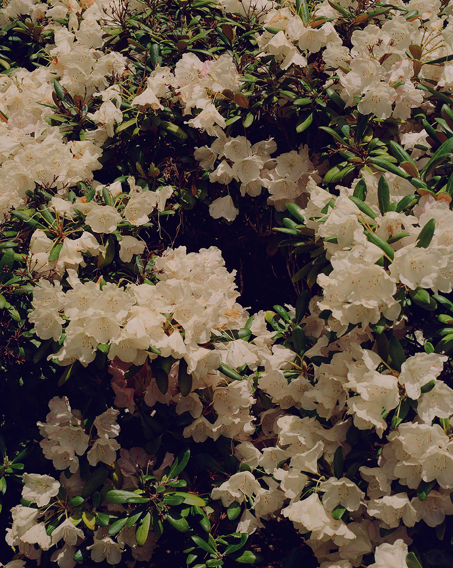 Flowers & Gardens Personal work Ongoing by  Lilli Waters