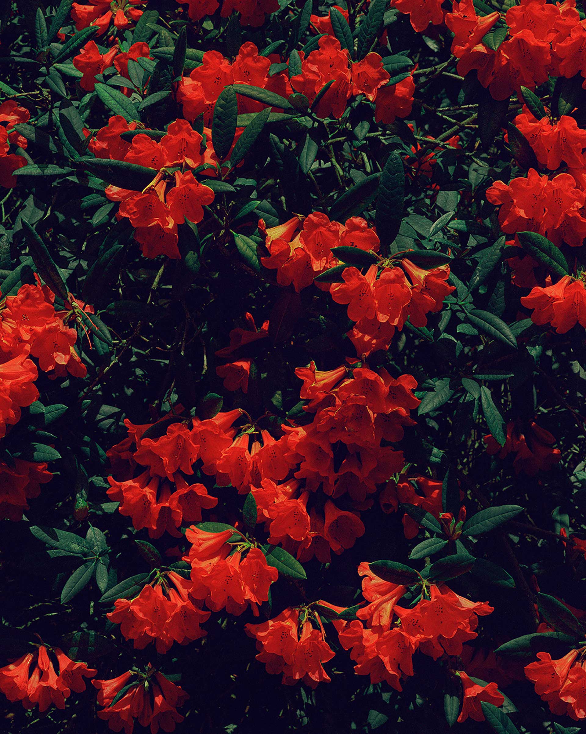 Flowers & Gardens Personal work Ongoing by  Lilli Waters