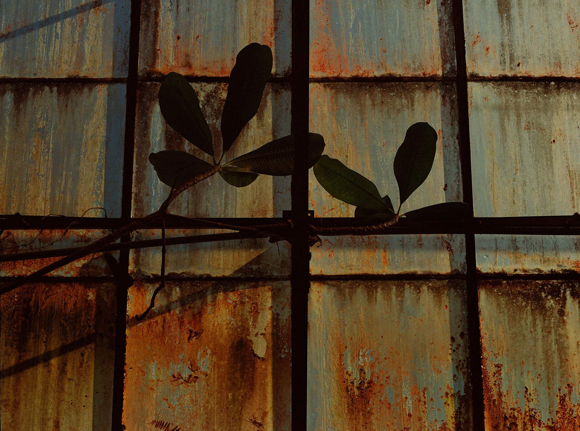 Flowers & Gardens Personal work Ongoing by  Lilli Waters