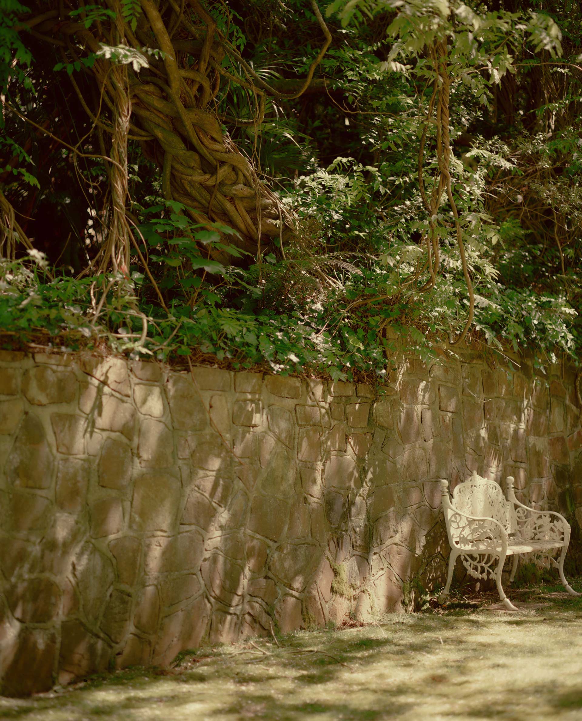 Flowers & Gardens Personal work Ongoing by  Lilli Waters