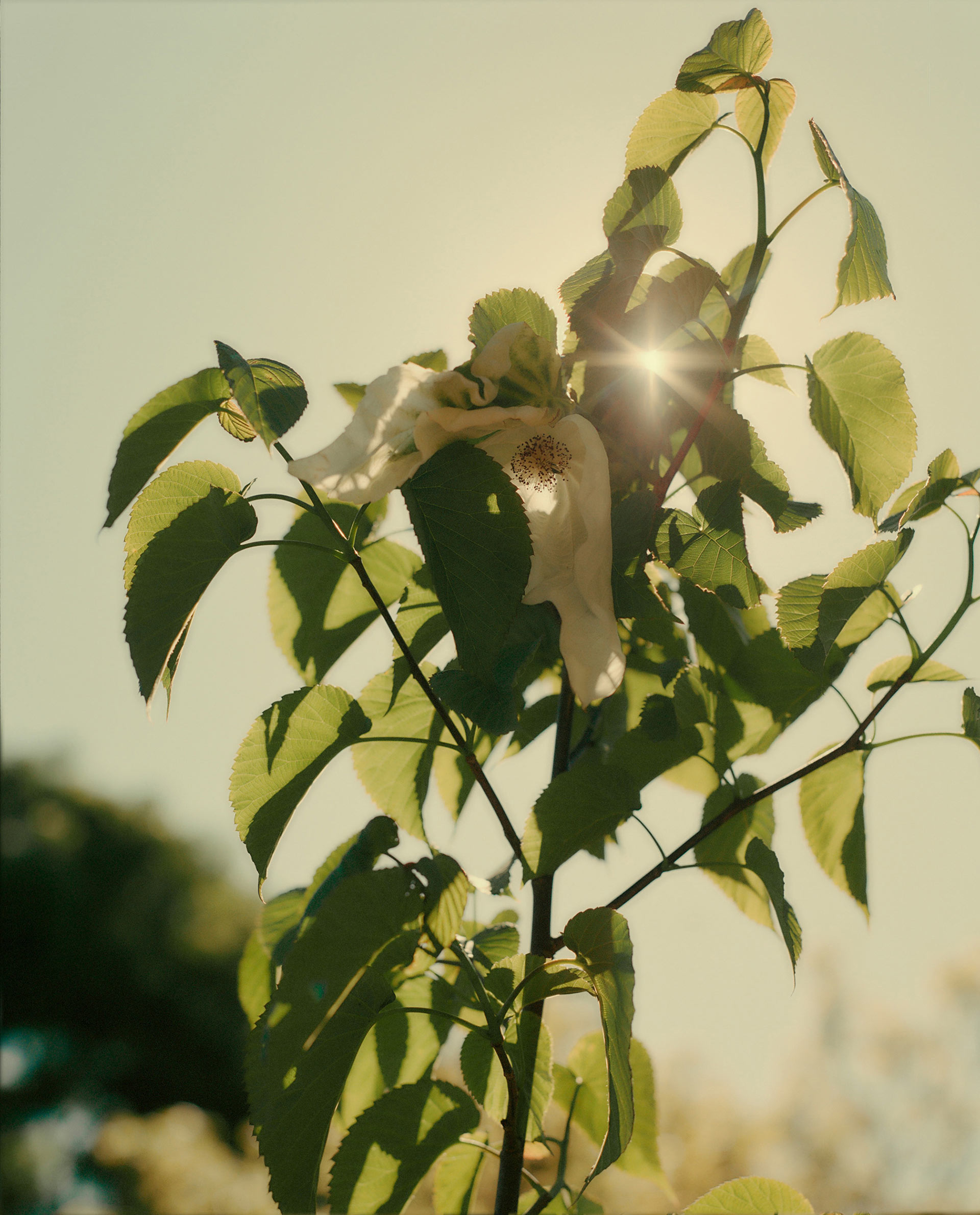 Ruth & Barry's Garden Personal work February, 2023 by  Lilli Waters