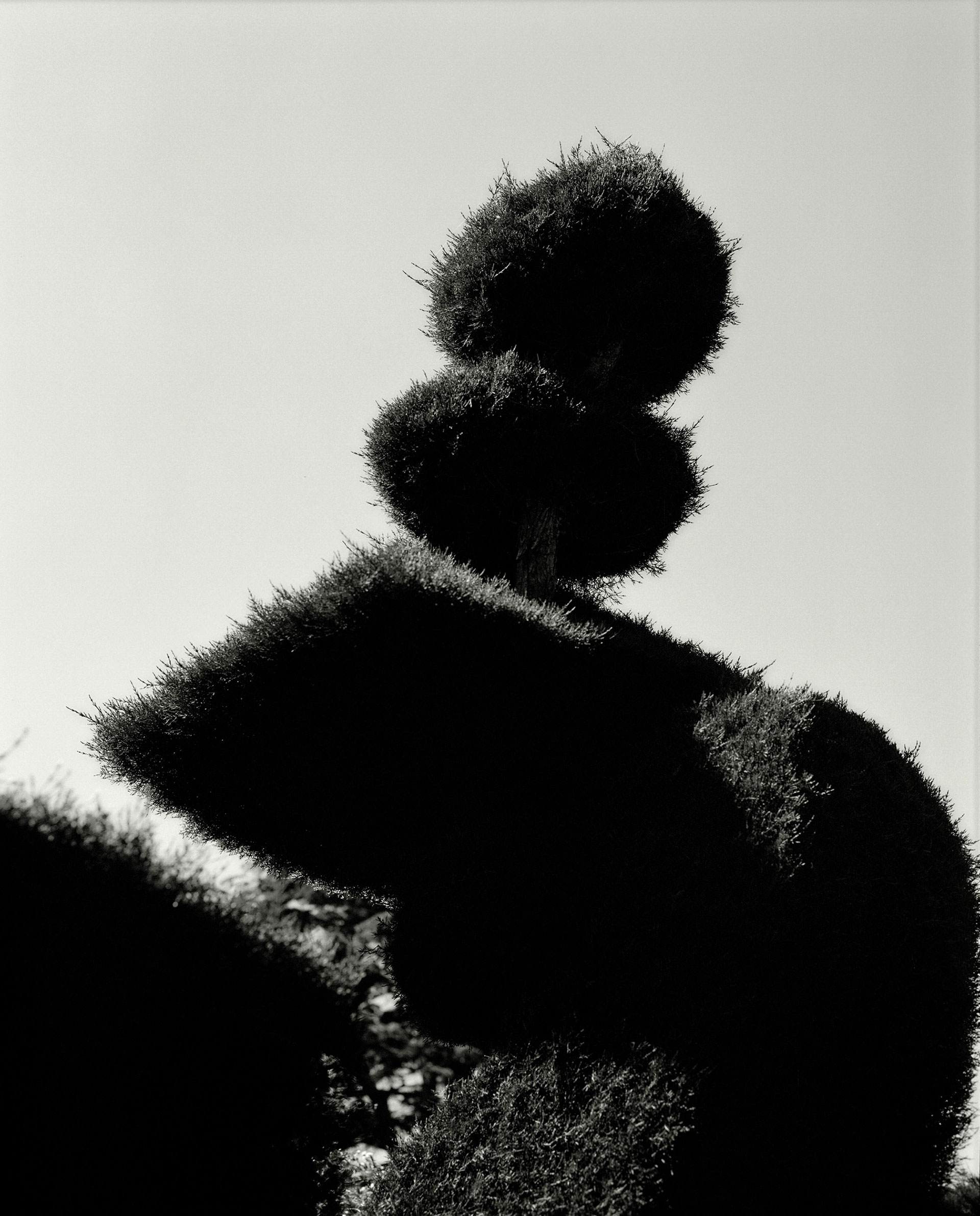 Ruth & Barry's Garden Personal work February, 2023 by  Lilli Waters