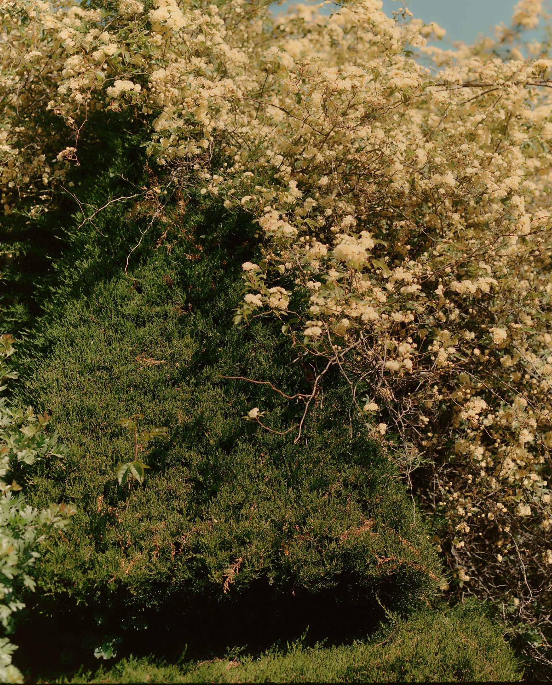 Ruth & Barry's Garden Personal work February, 2023 by  Lilli Waters