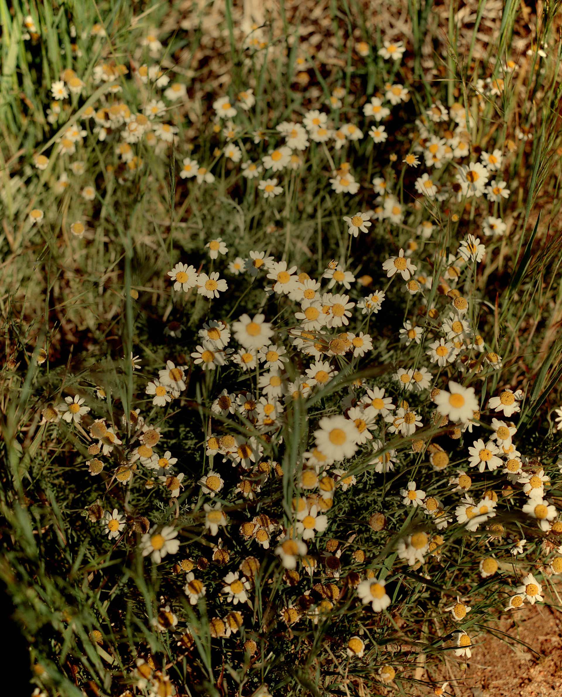 Ruth & Barry's Garden Personal work February, 2023 by  Lilli Waters