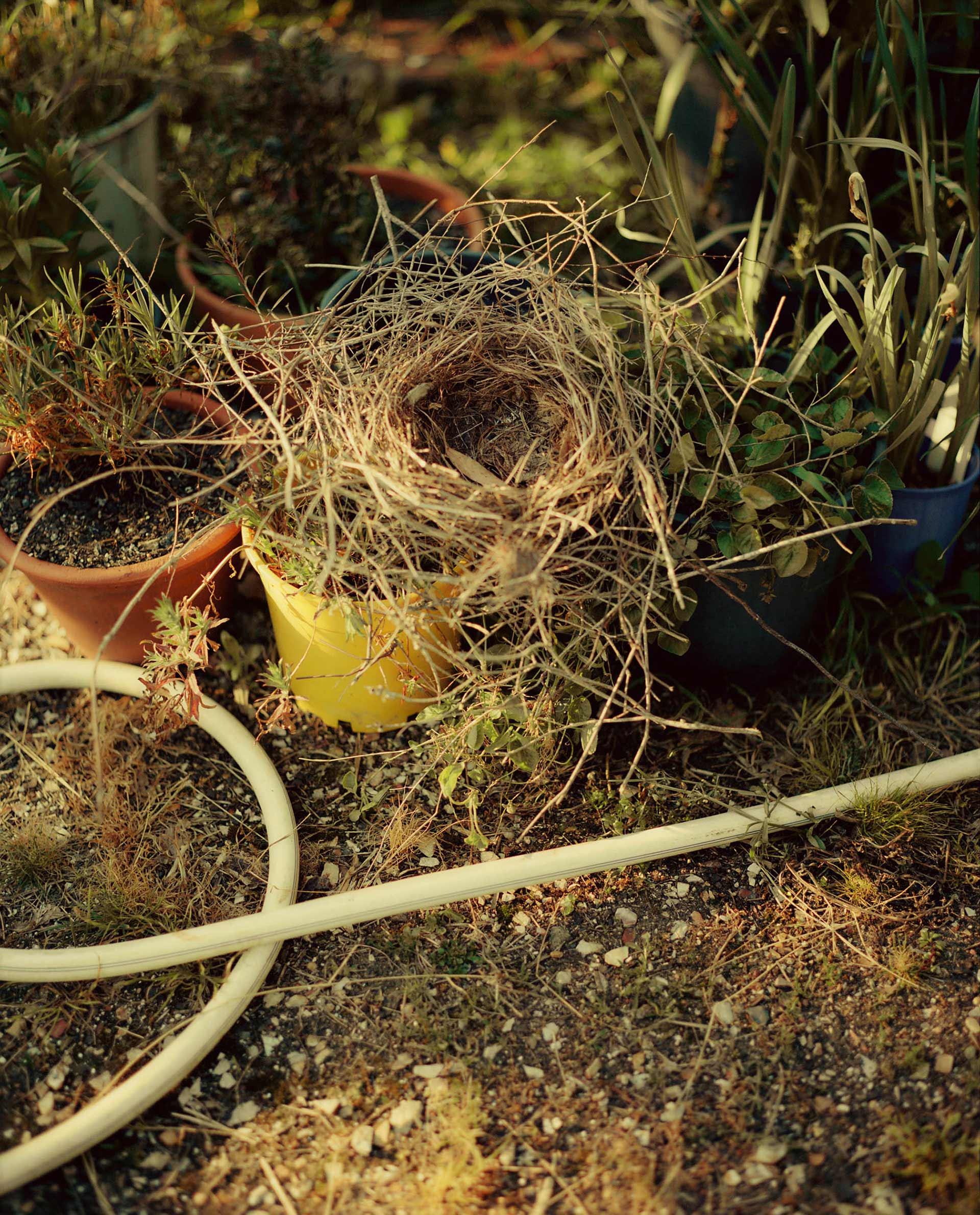 Ruth & Barry's Garden Personal work February, 2023 by  Lilli Waters