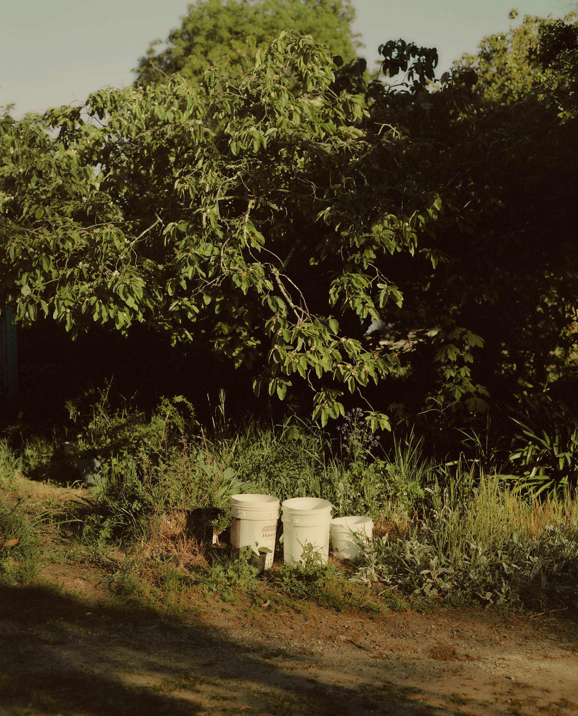 Ruth & Barry's Garden Personal work February, 2023 by  Lilli Waters