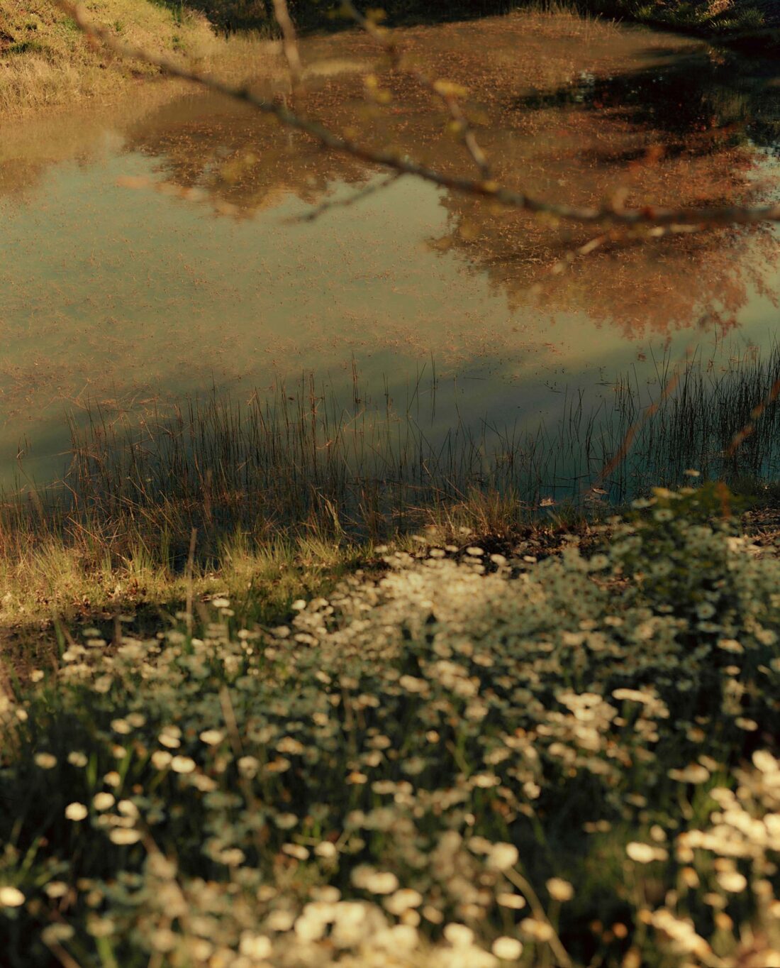 Ruth & Barry's Garden Personal work February, 2023 by Lilli Waters 