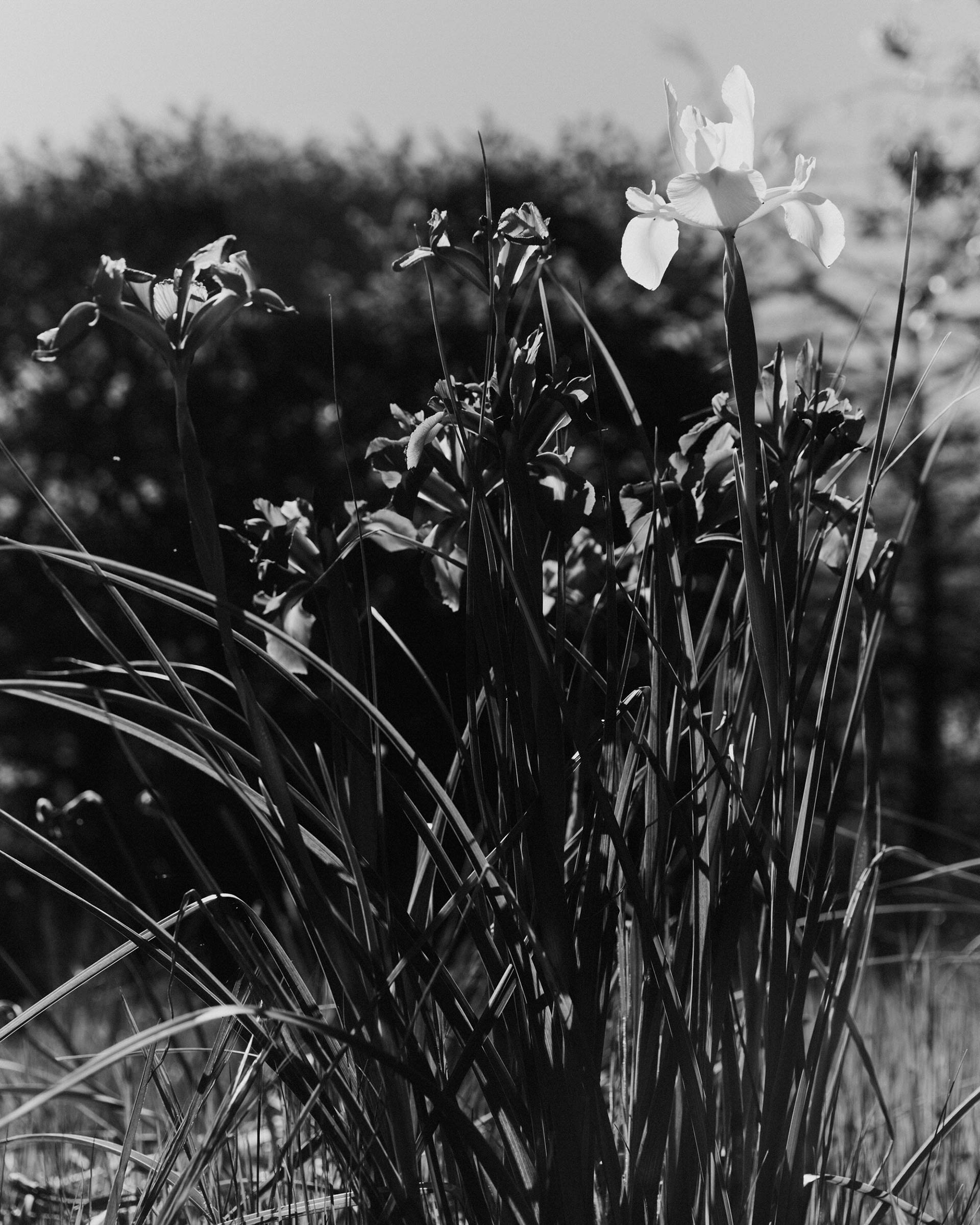 Ruth & Barry's Garden Personal work February, 2023 by  Lilli Waters