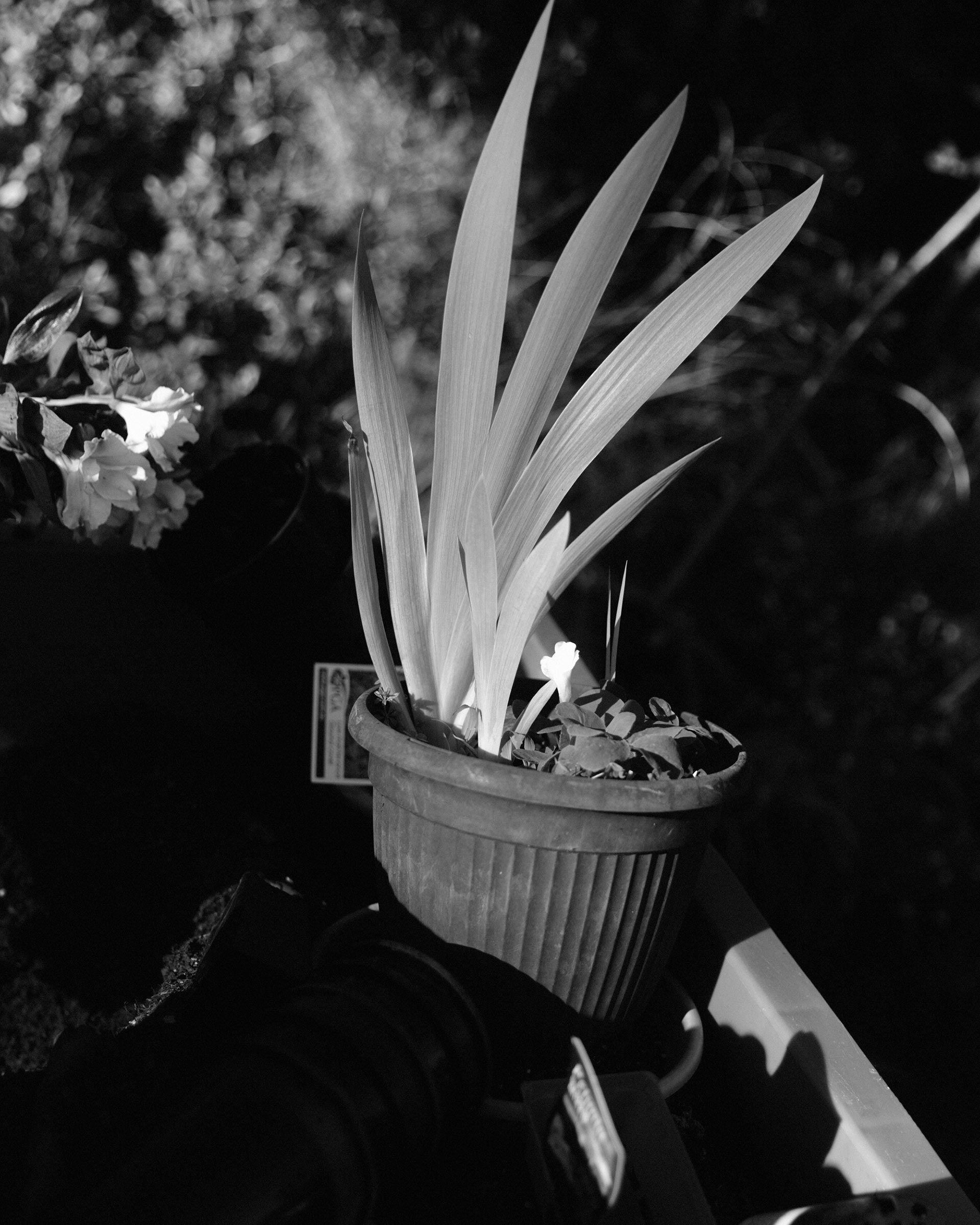 Ruth & Barry's Garden Personal work February, 2023 by  Lilli Waters